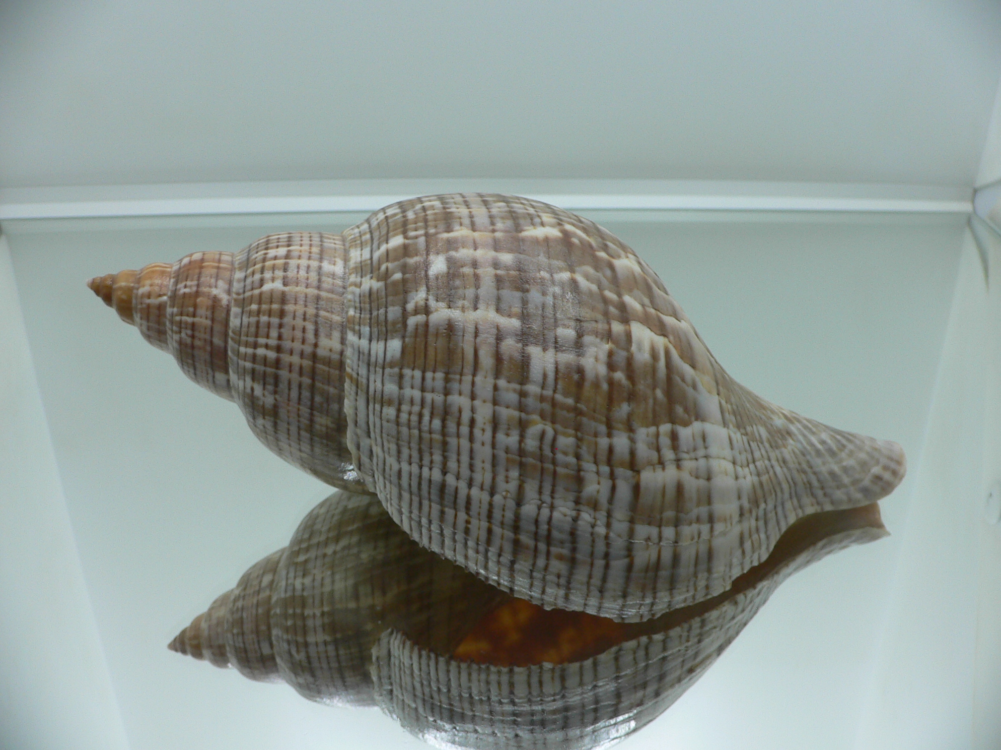 Fasciolaria tulipa BIG