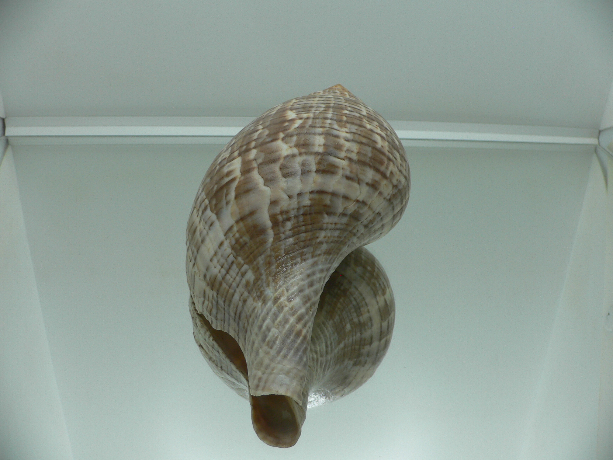 Fasciolaria tulipa BIG