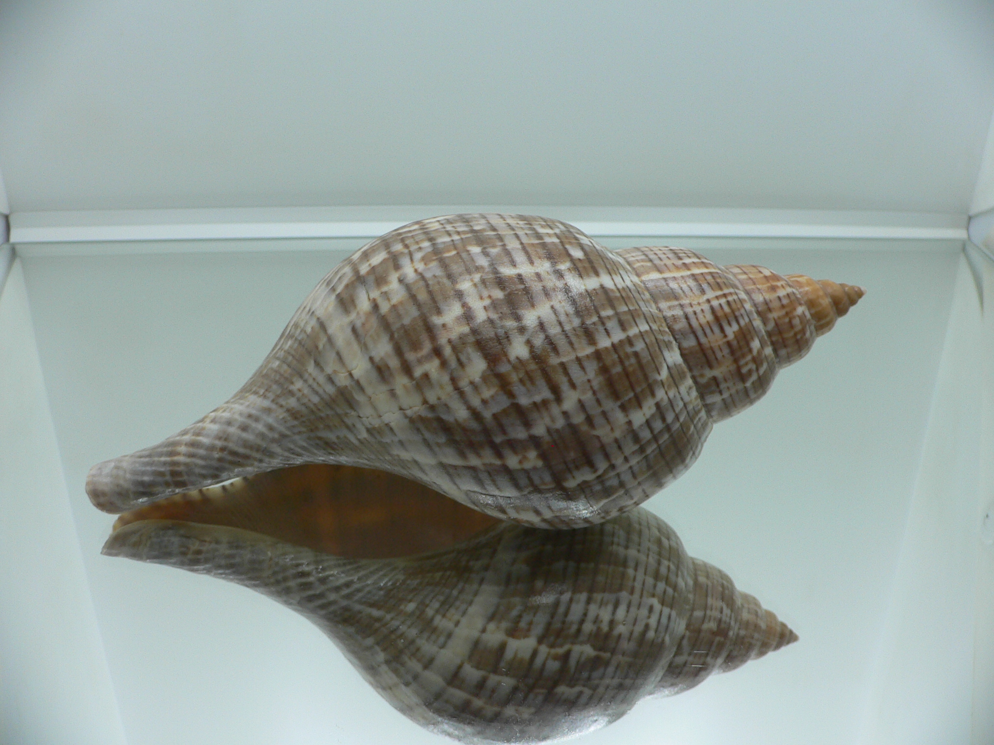 Fasciolaria tulipa BIG