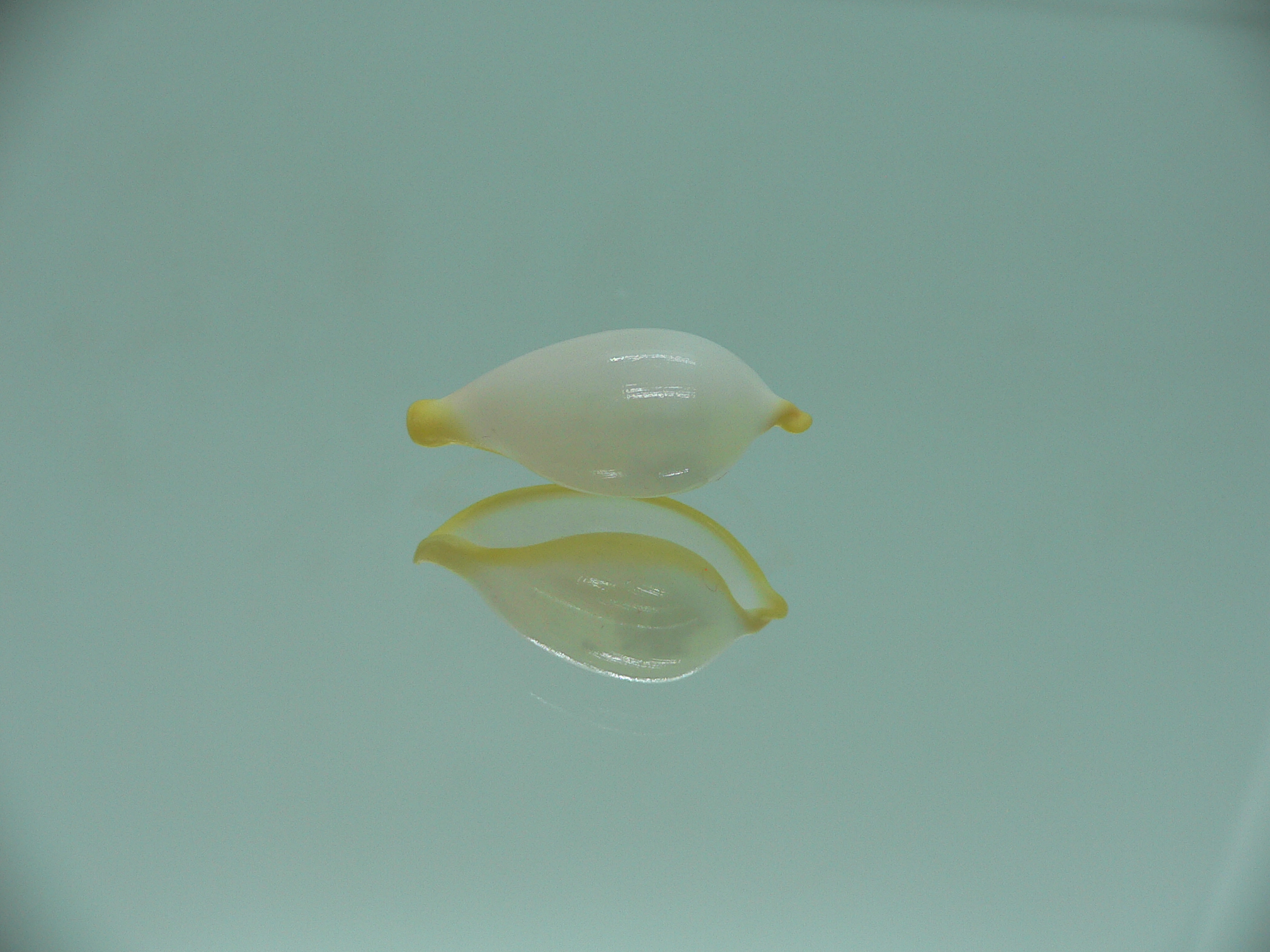 Contrasimnia xanthochila 1