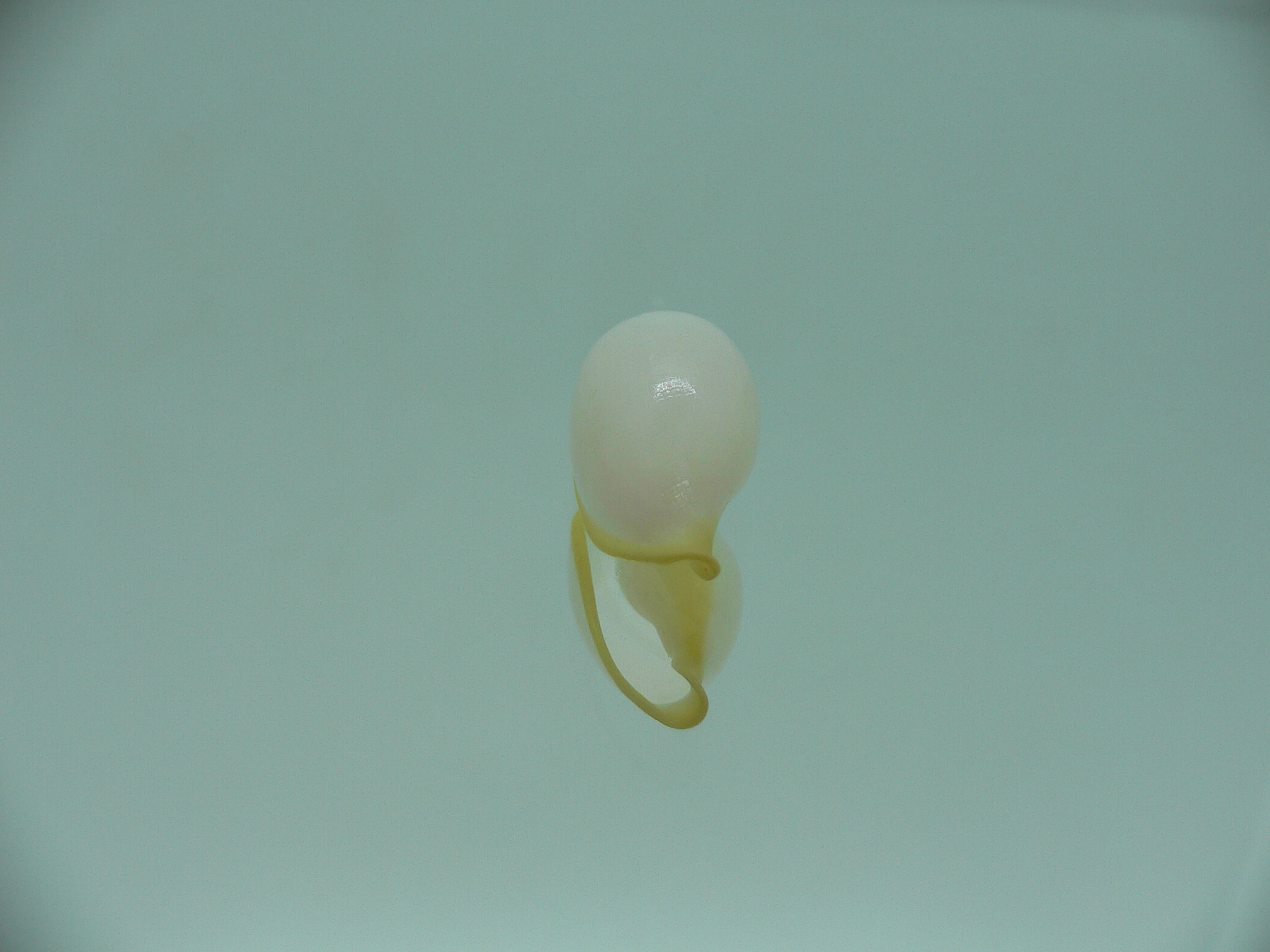 Contrasimnia xanthochila 1