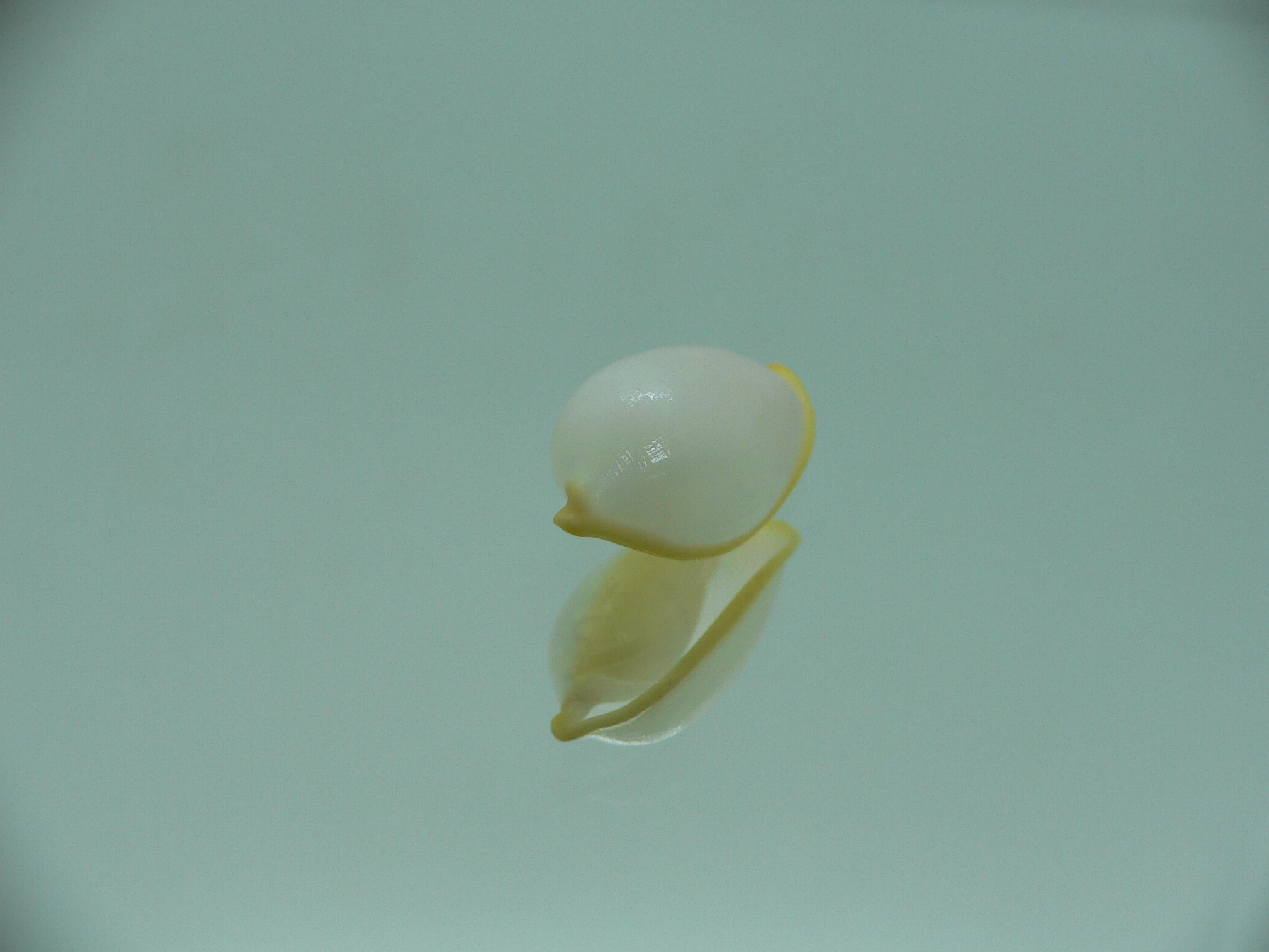 Contrasimnia xanthochila 1