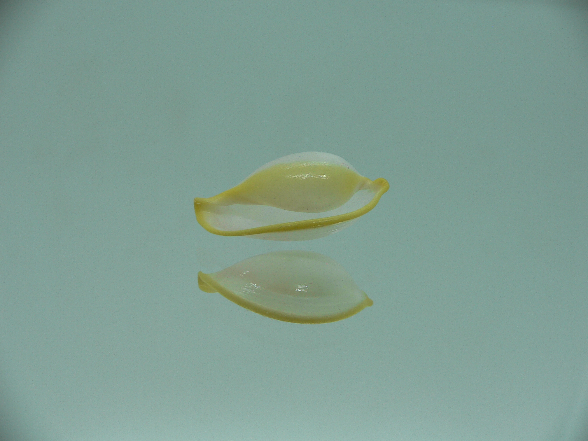 Contrasimnia xanthochila 1