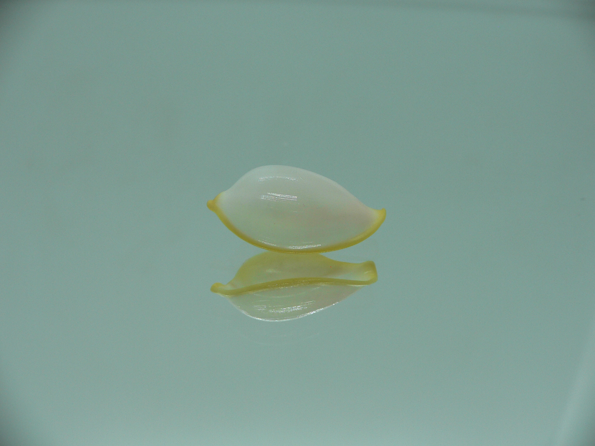 Contrasimnia xanthochila 1