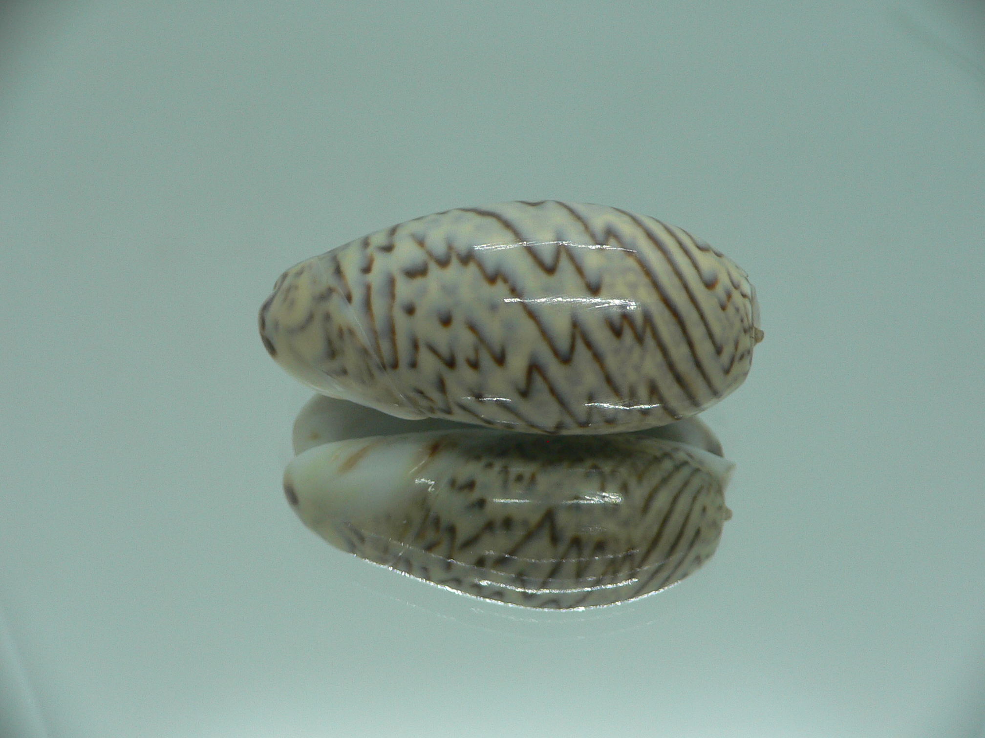 Oliva bulbosa lacertina ZIGZAG