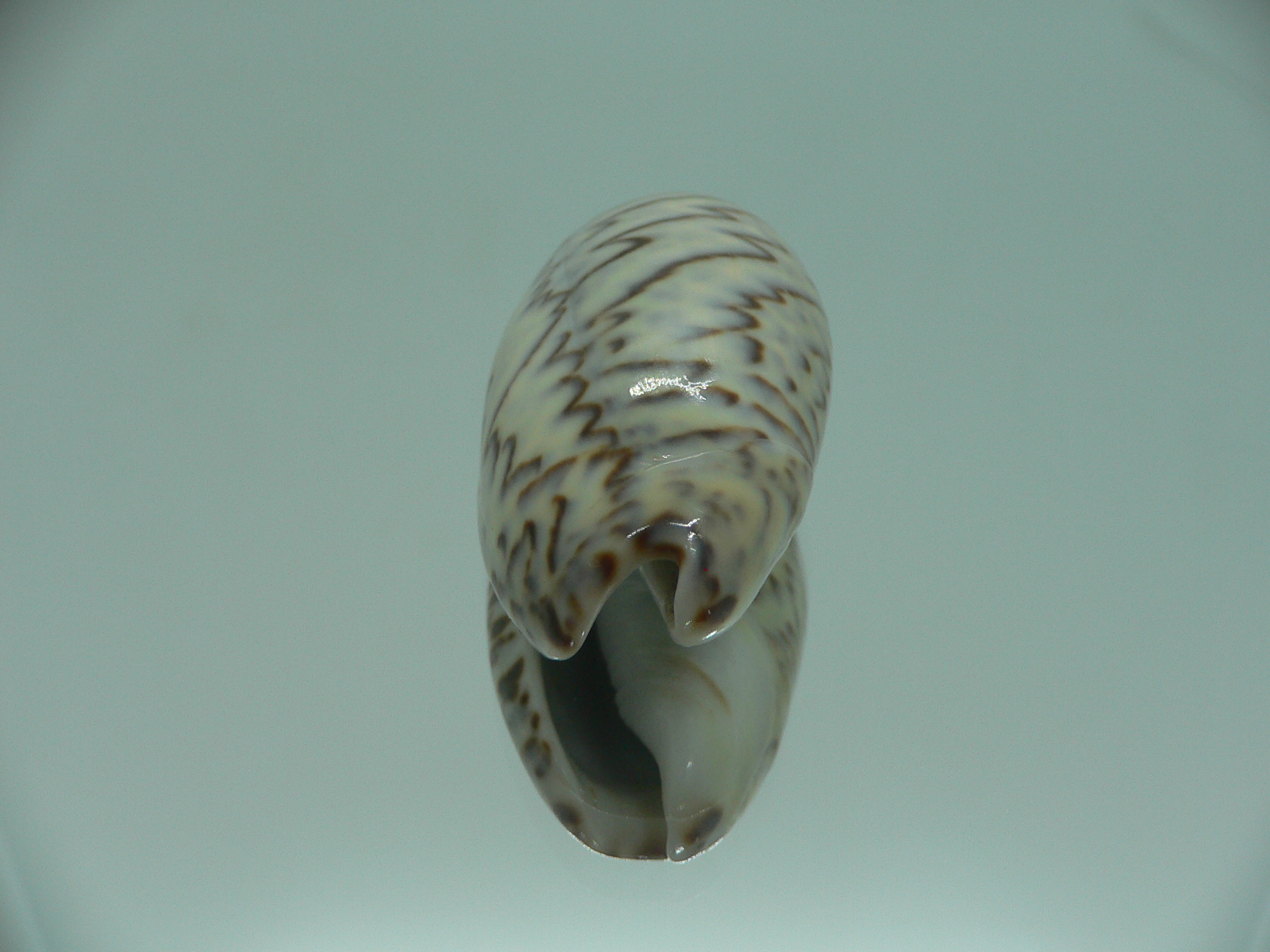 Oliva bulbosa lacertina ZIGZAG