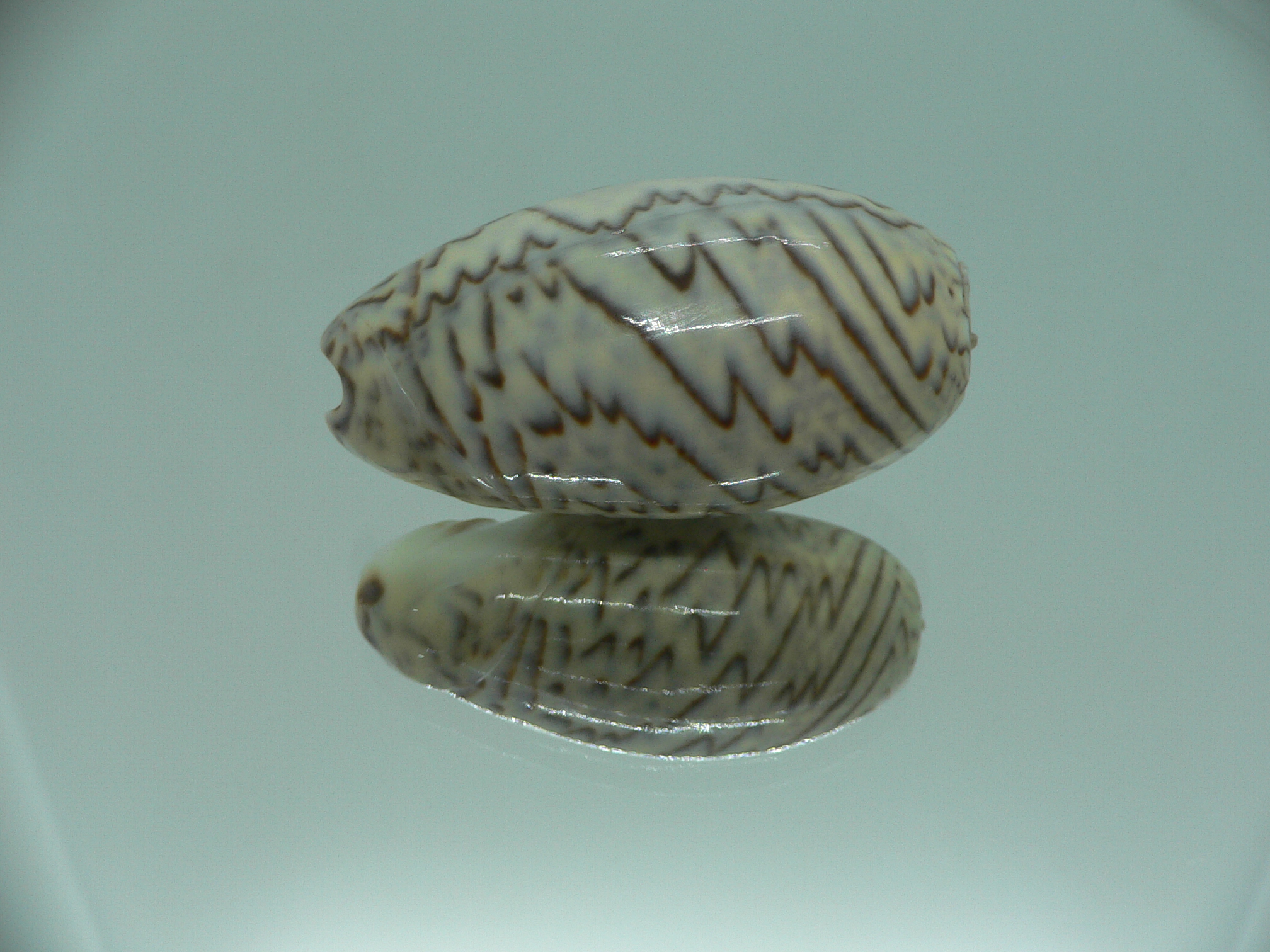 Oliva bulbosa lacertina ZIGZAG