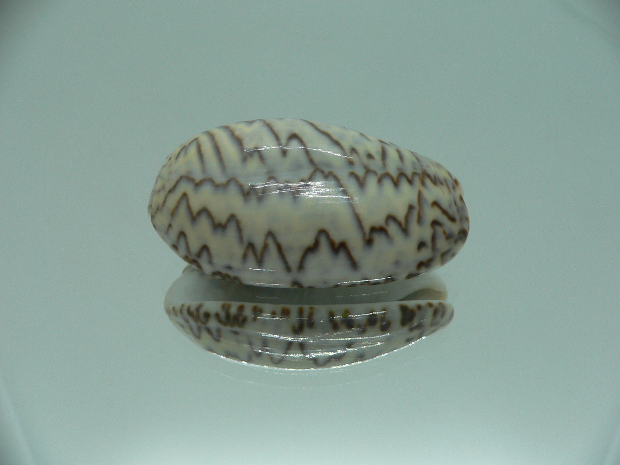 Oliva bulbosa lacertina ZIGZAG