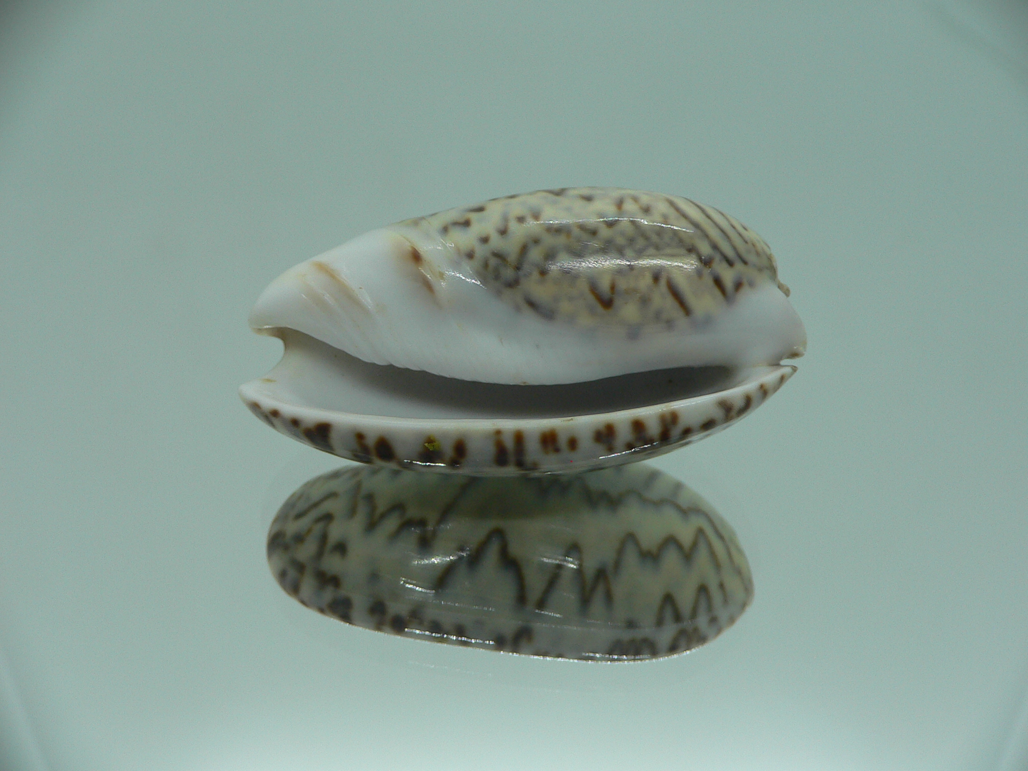 Oliva bulbosa lacertina ZIGZAG