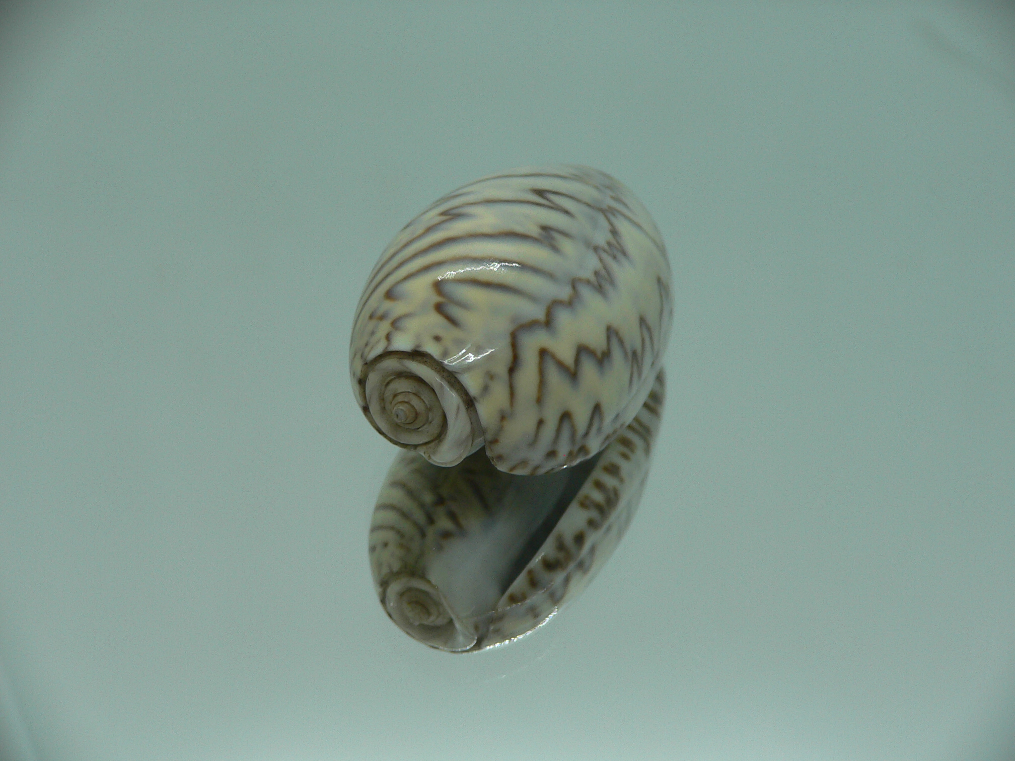 Oliva bulbosa lacertina ZIGZAG
