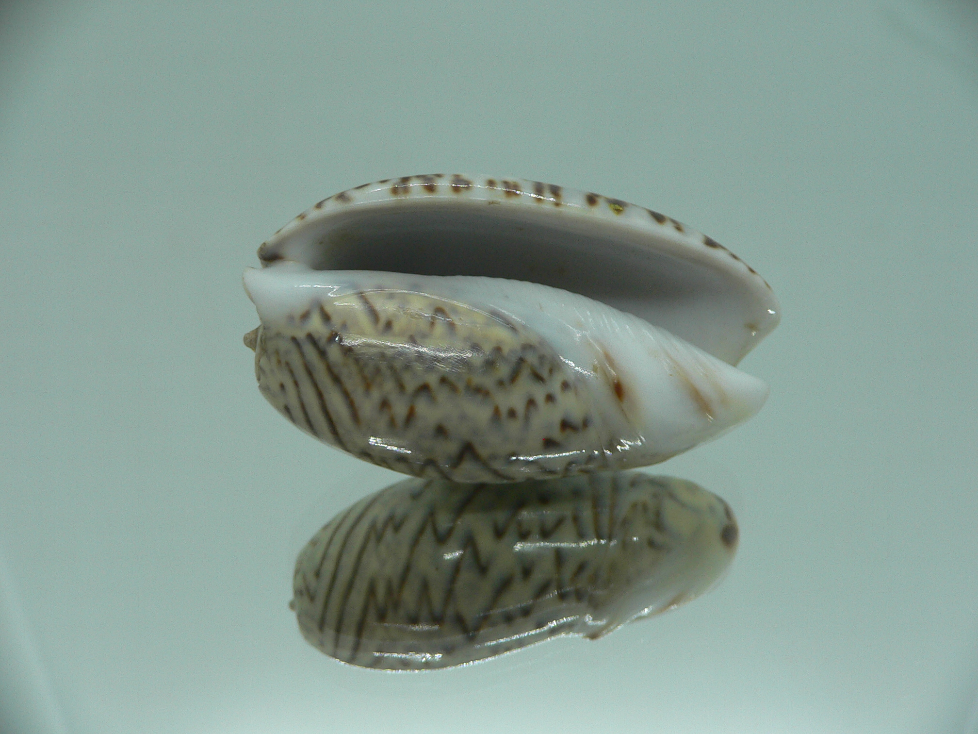 Oliva bulbosa lacertina ZIGZAG
