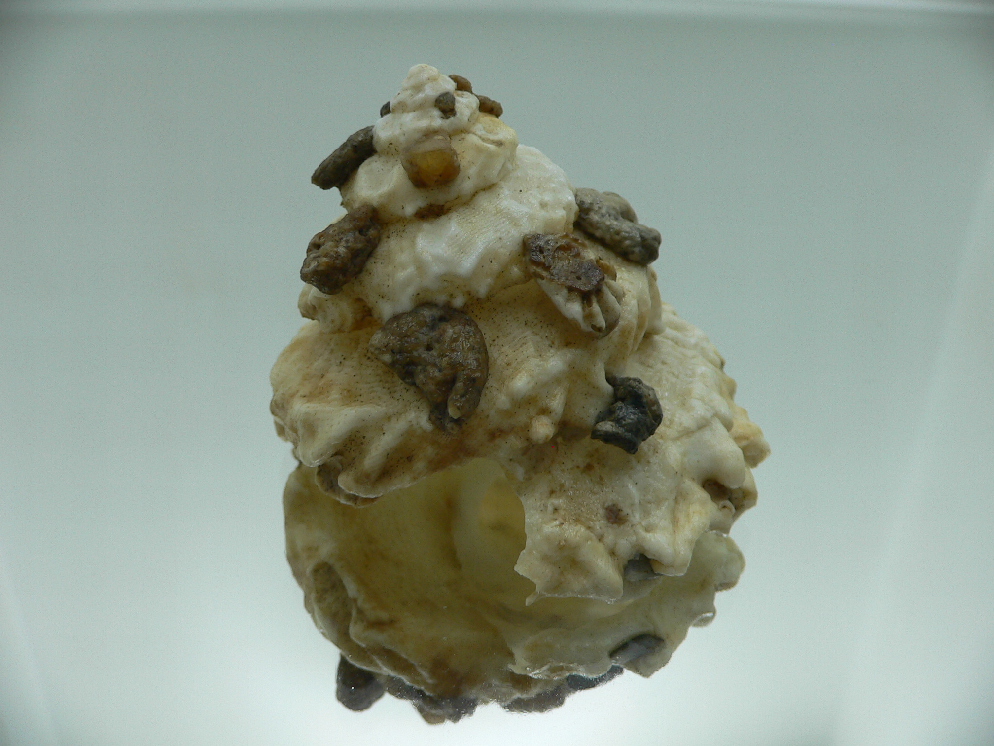 Xenophora mekranensis konoi SUPER