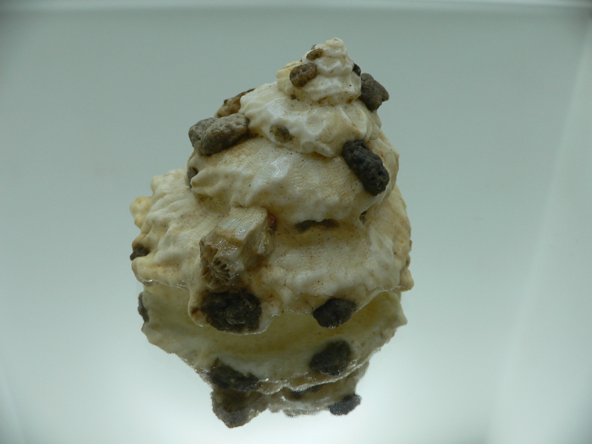 Xenophora mekranensis konoi SUPER