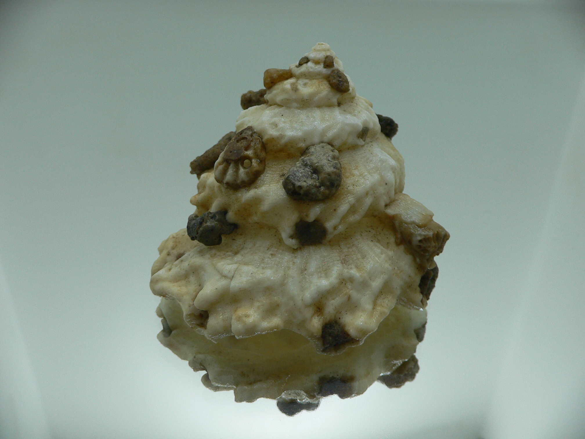 Xenophora mekranensis konoi SUPER