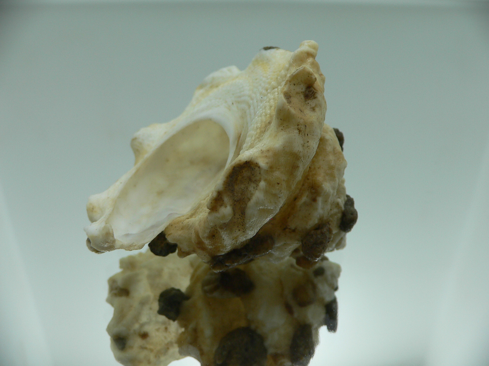 Xenophora mekranensis konoi SUPER