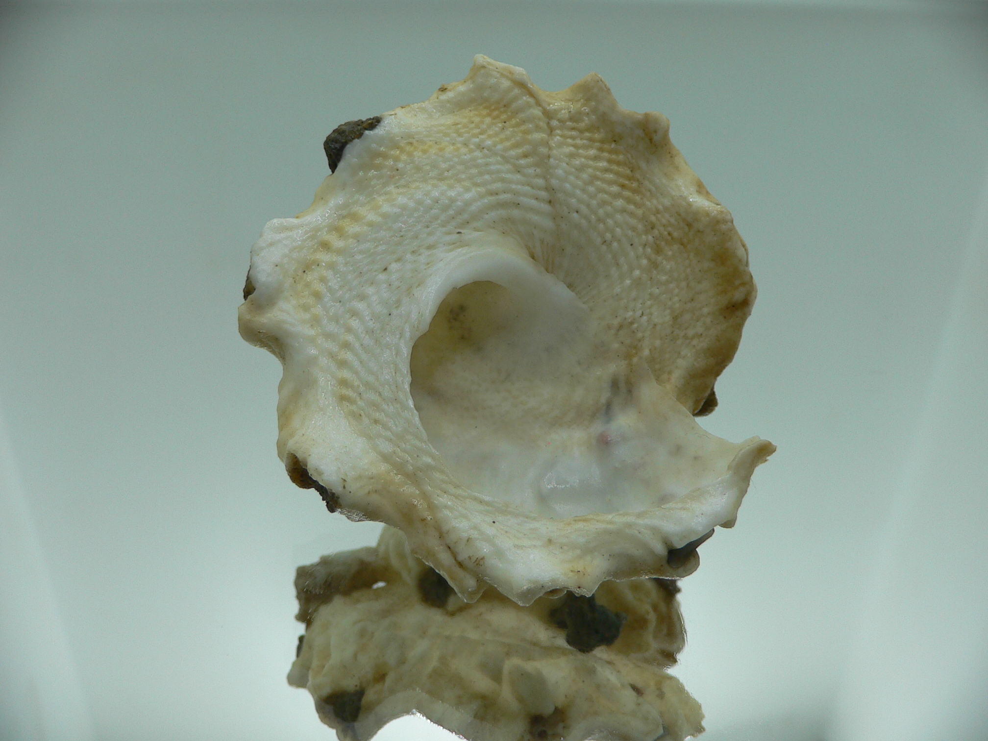 Xenophora mekranensis konoi SUPER