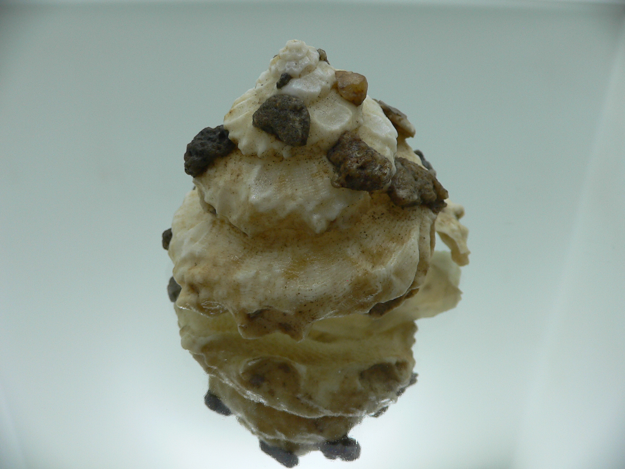 Xenophora mekranensis konoi SUPER