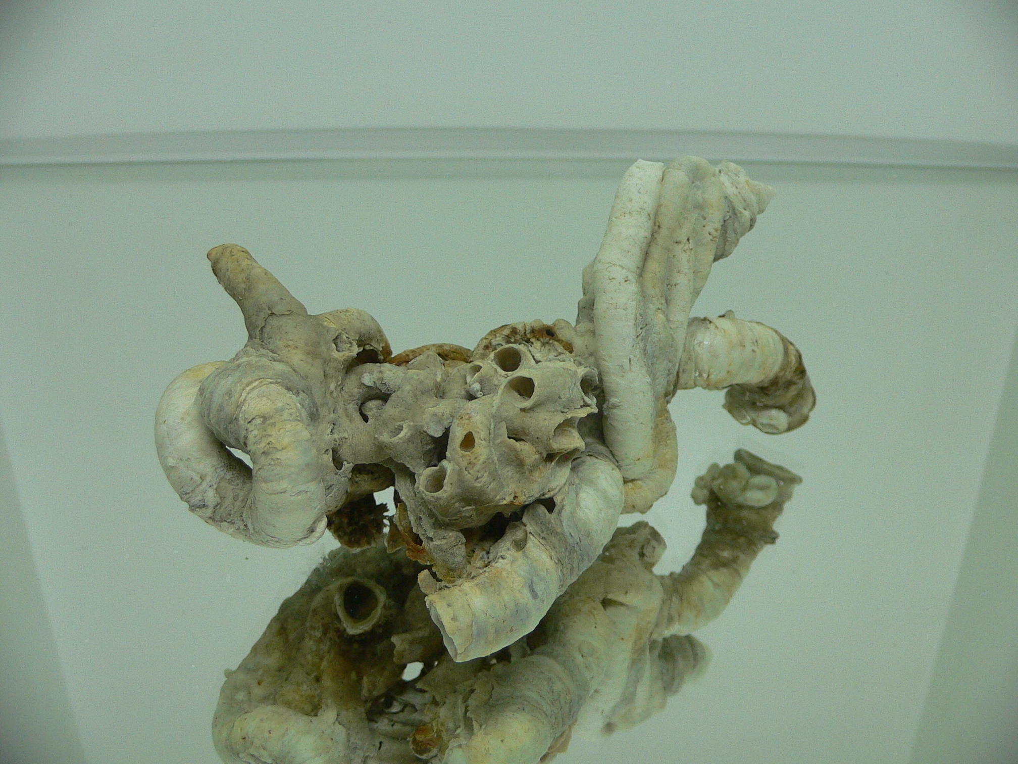 Колония Serpula SP. THICK