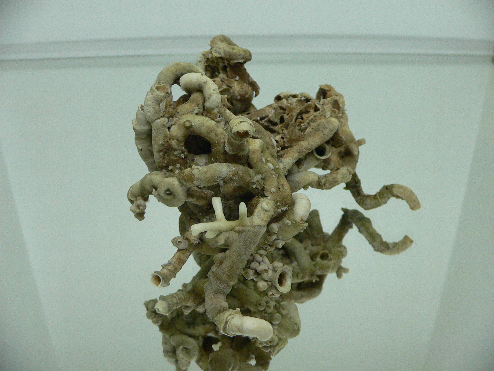Колония Serpula SP. THICK