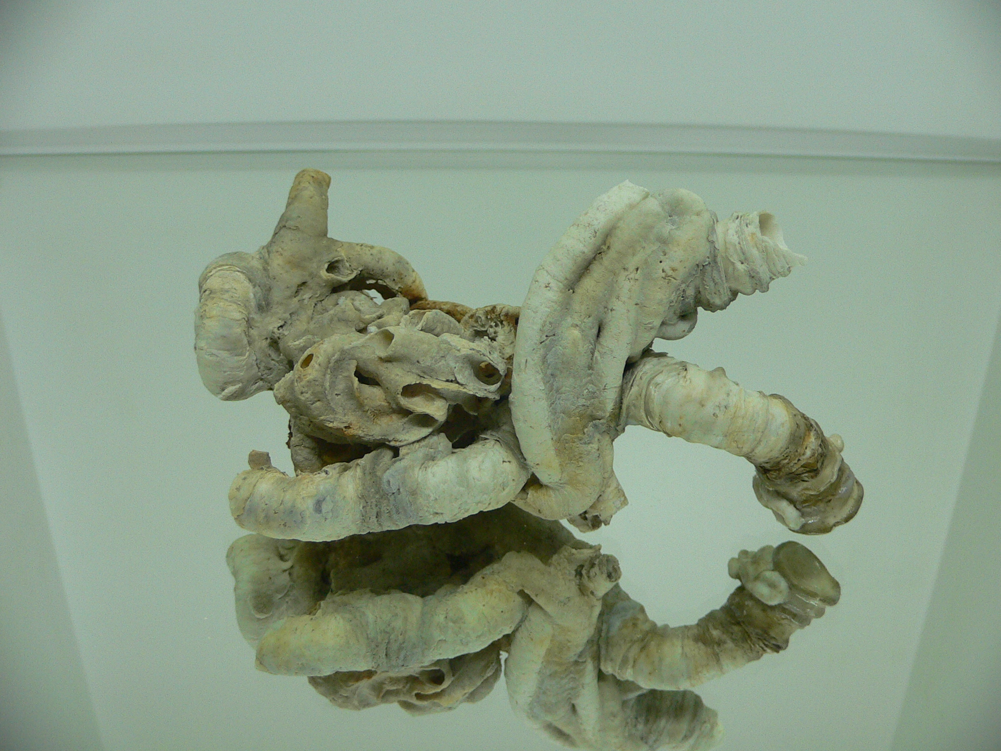 Колония Serpula SP. THICK