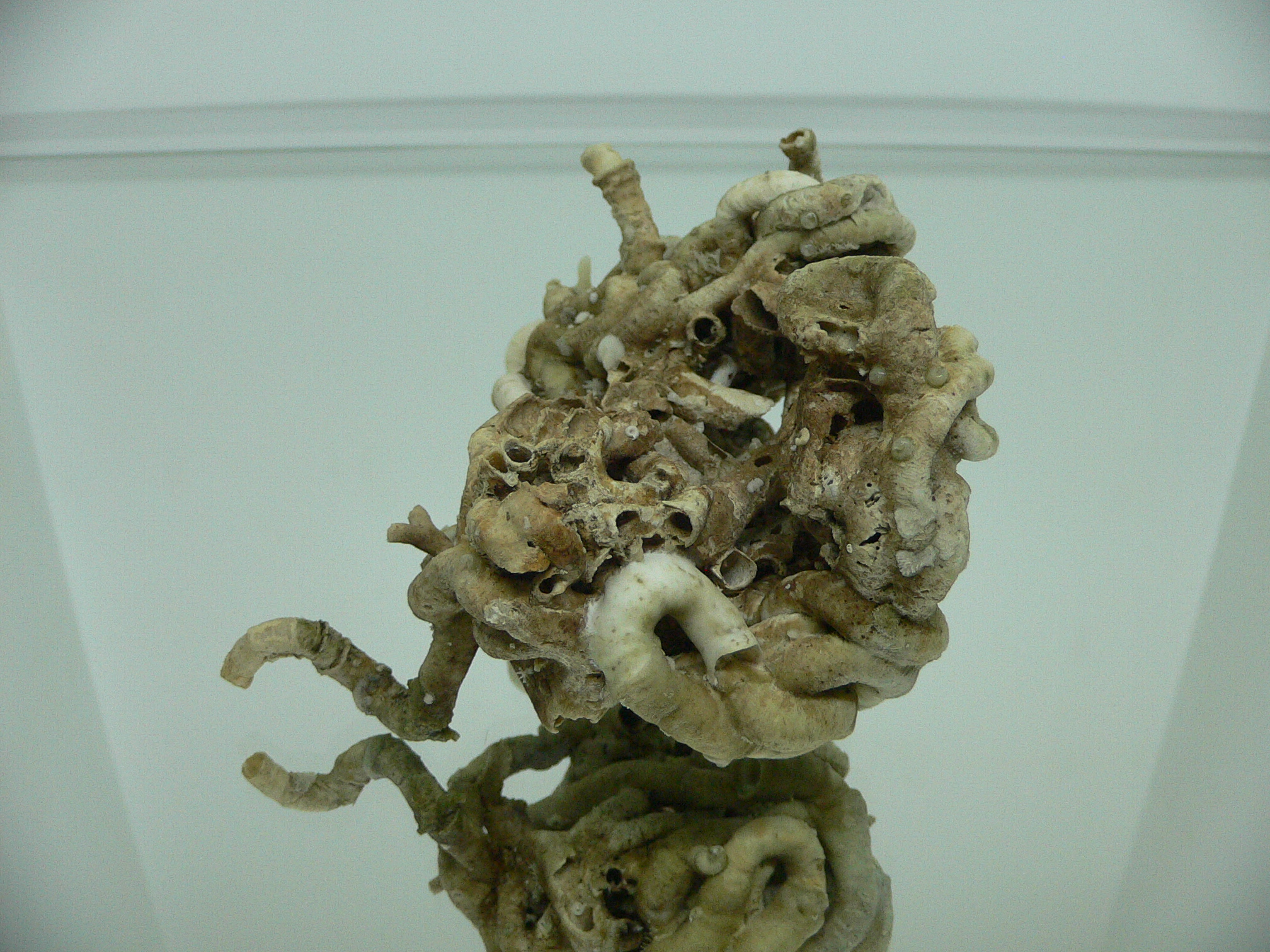 Колония Serpula SP. THICK