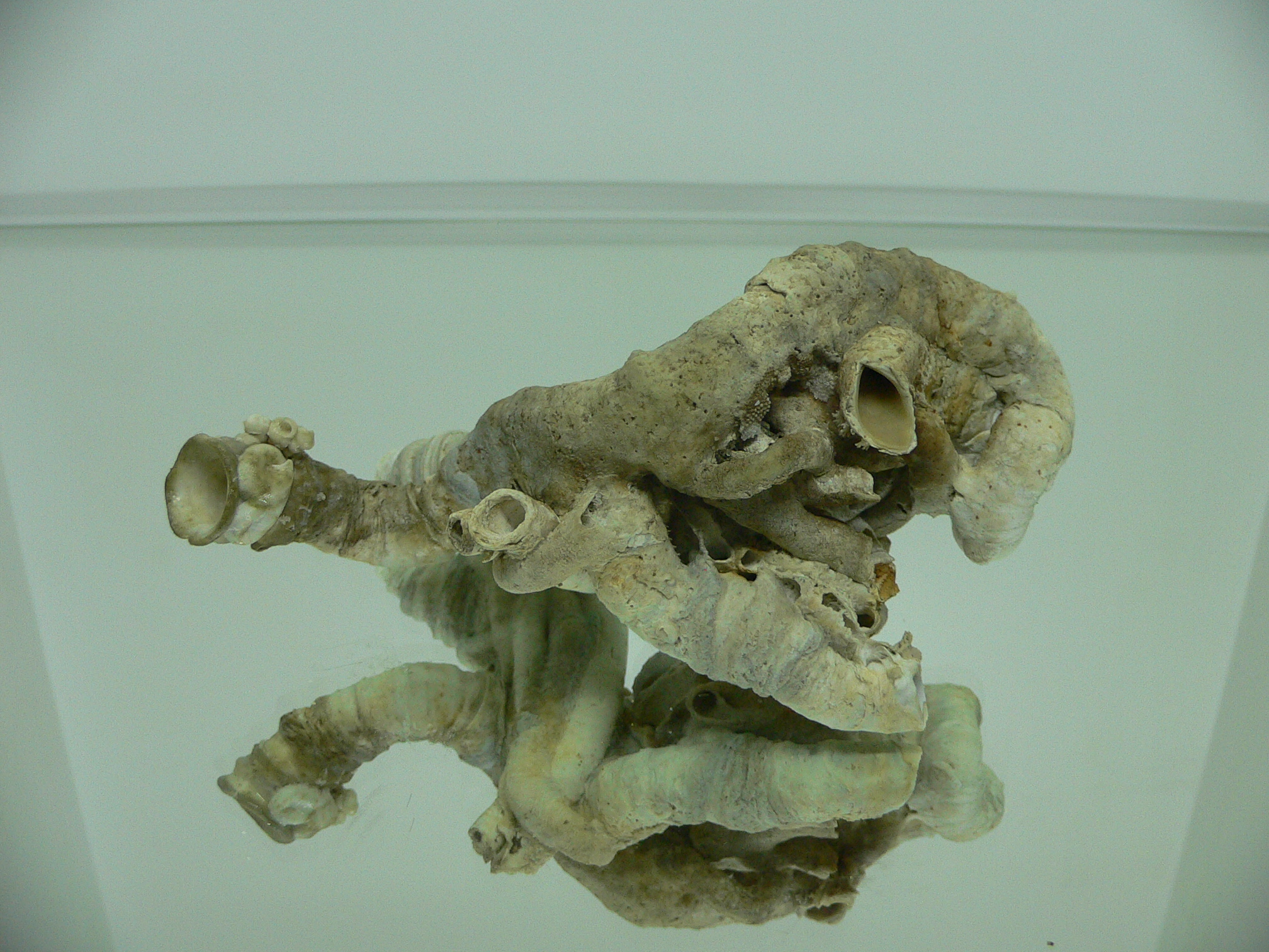 Колония Serpula SP. THICK