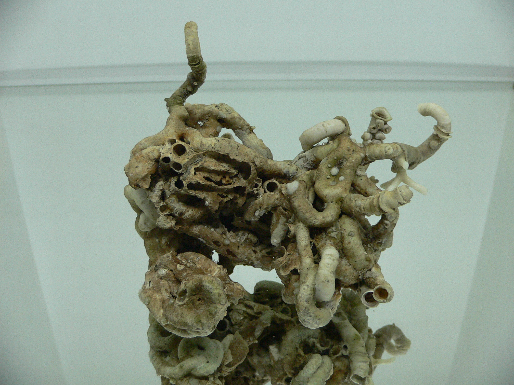 Колония Serpula SP. THICK