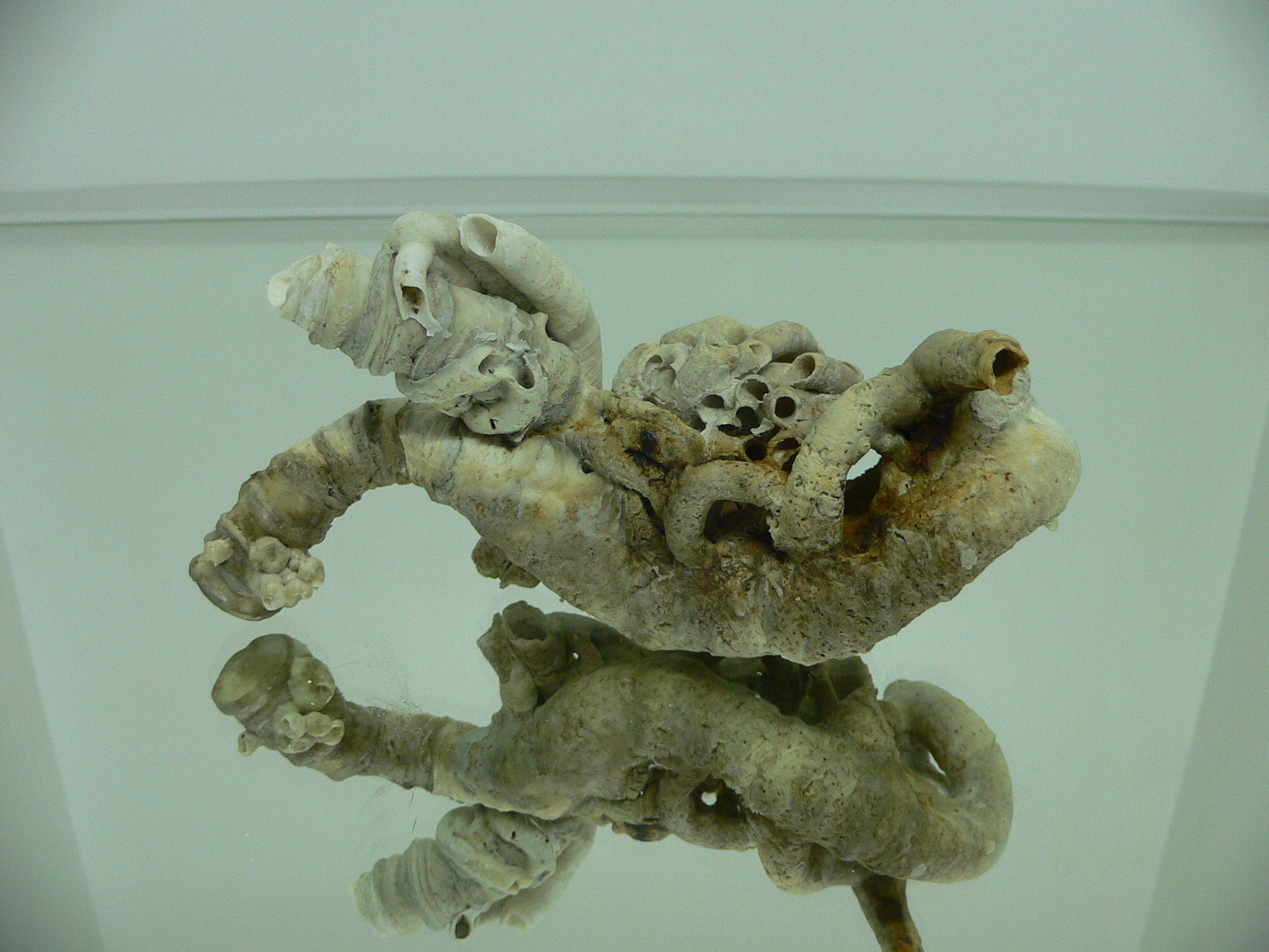 Колония Serpula SP. THICK