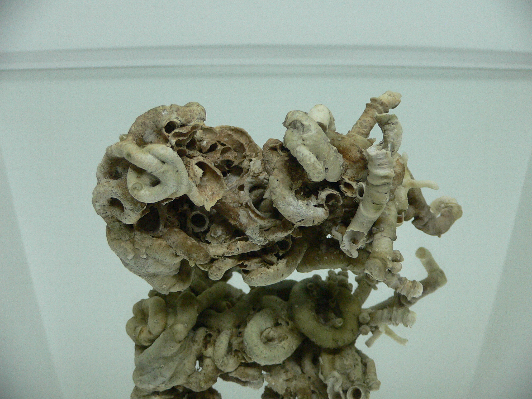 Колония Serpula SP. THICK