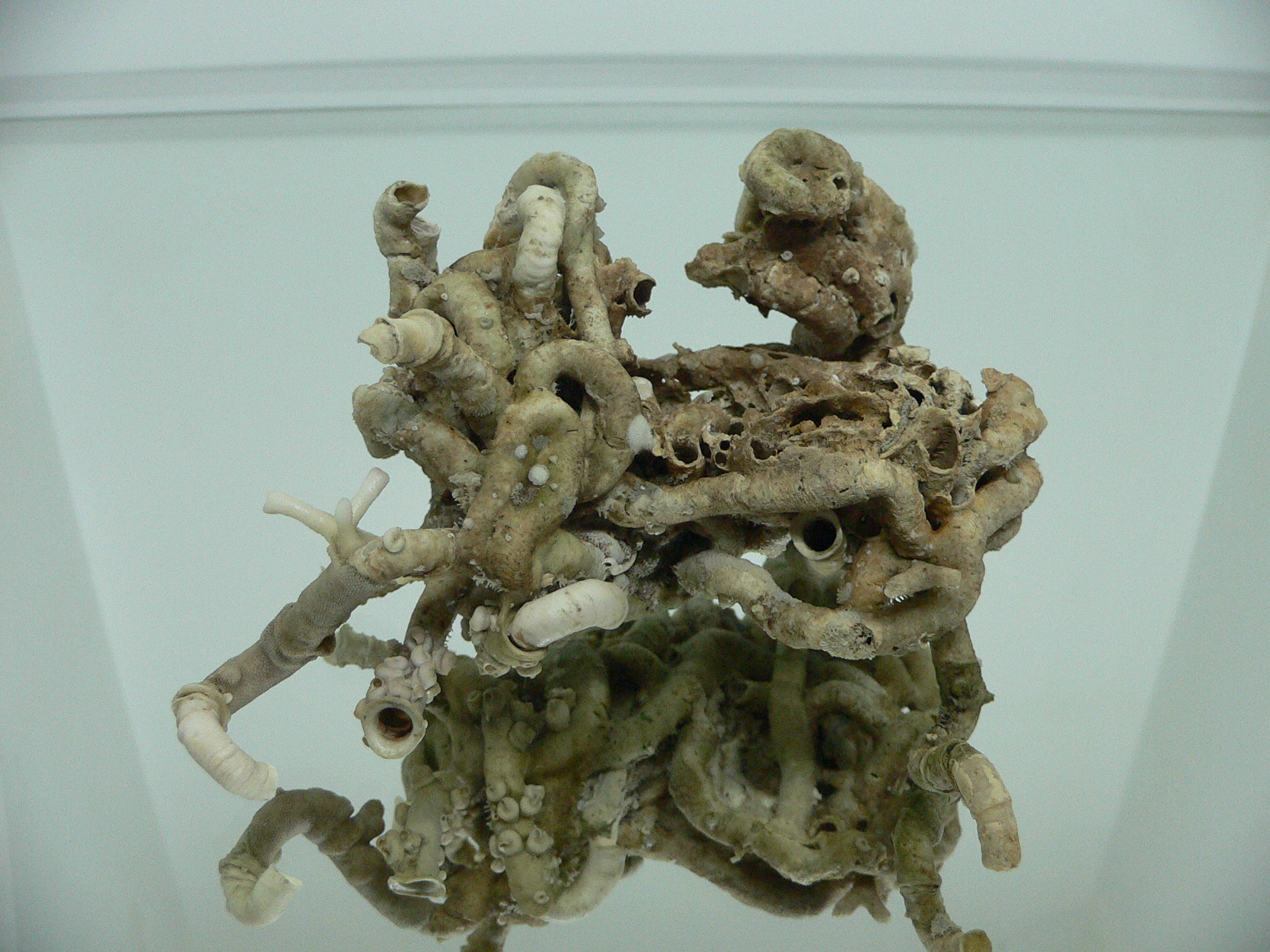 Колония Serpula SP. THICK
