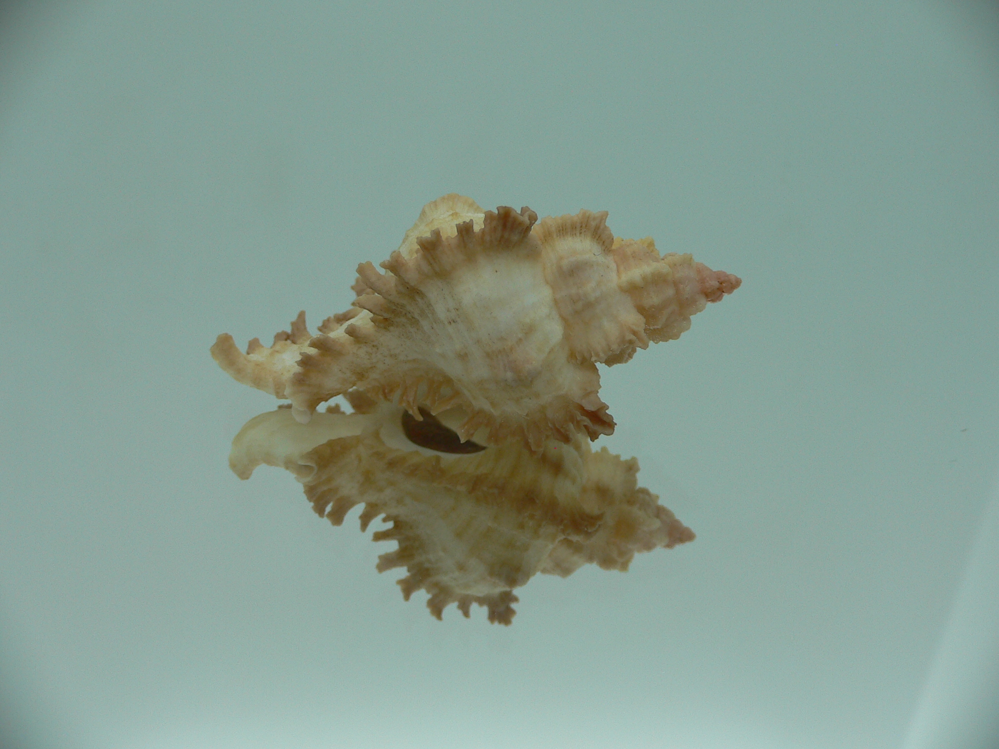 Chicoreus banksii