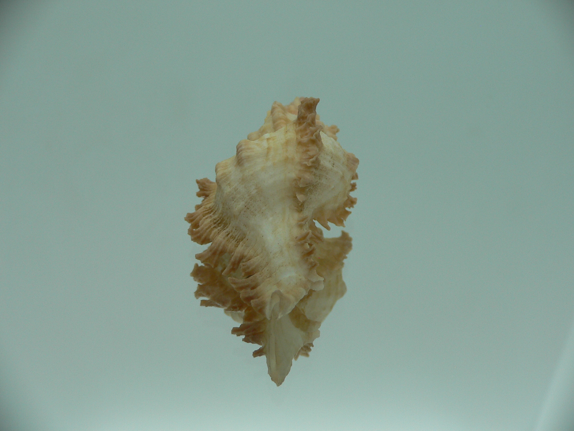 Chicoreus banksii