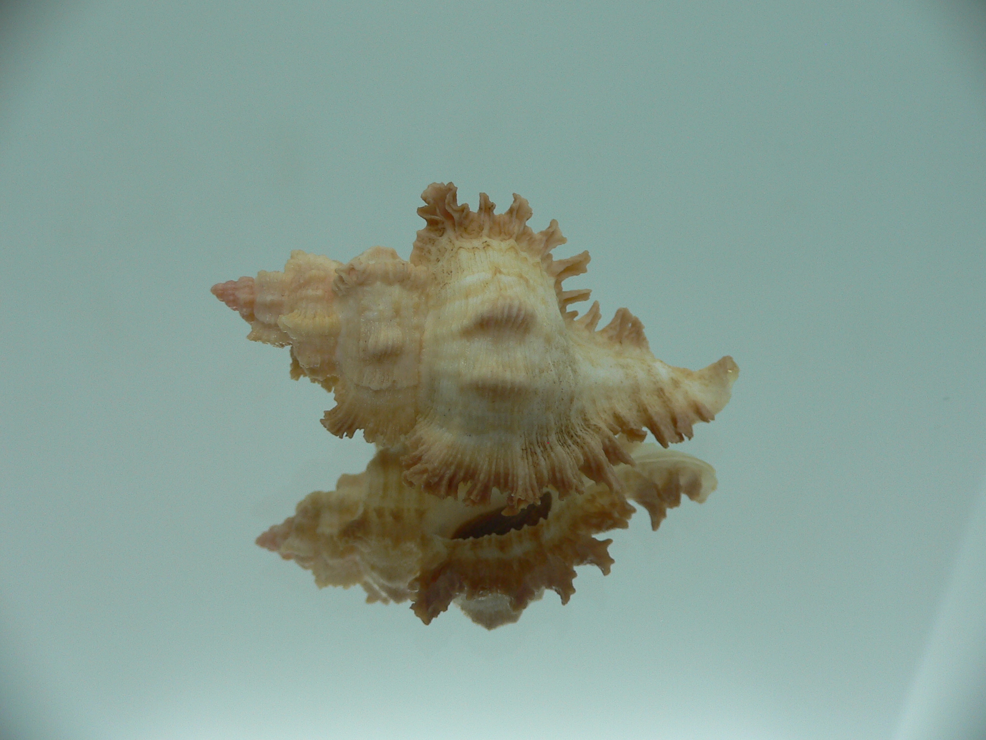 Chicoreus banksii