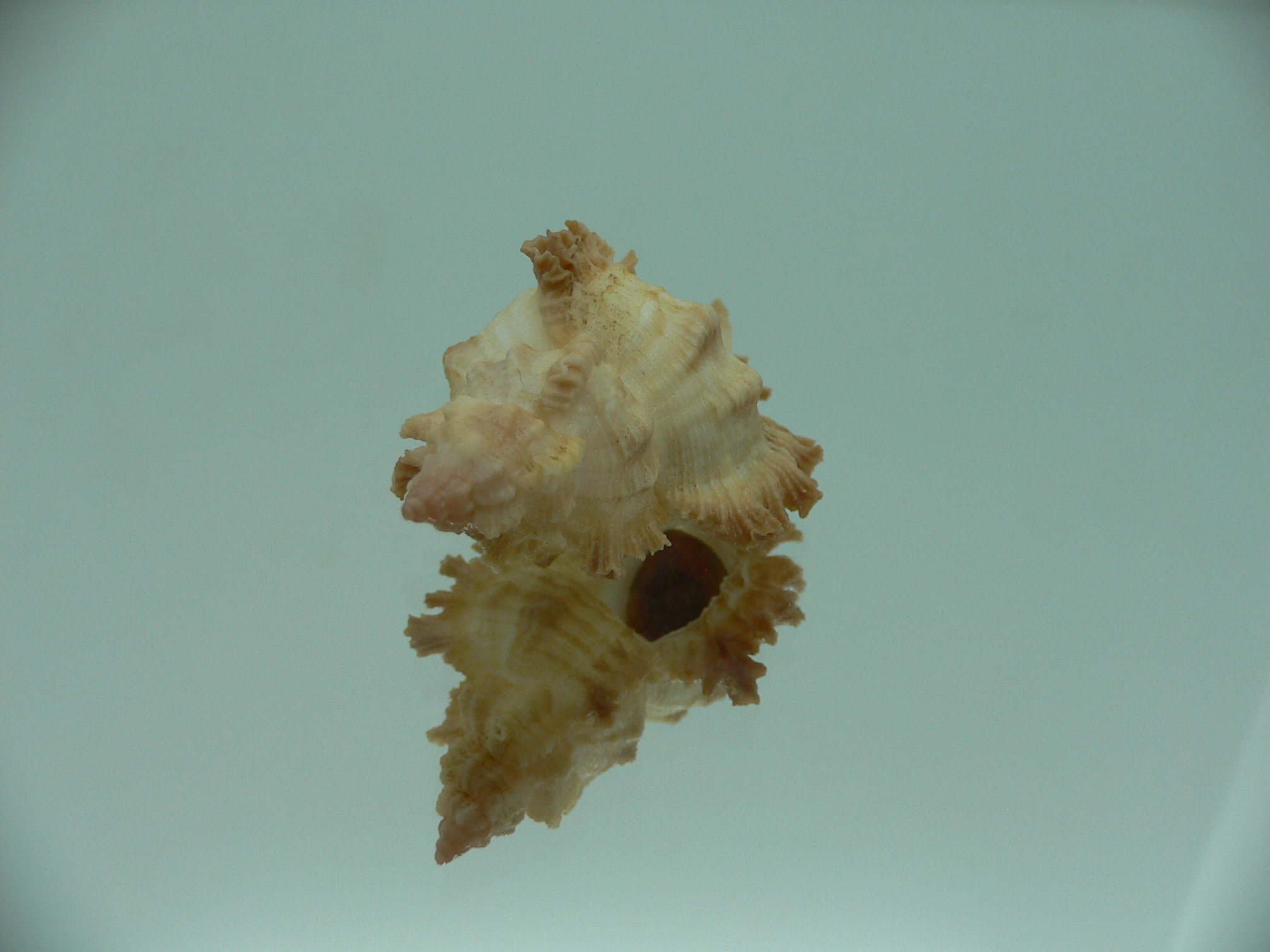 Chicoreus banksii