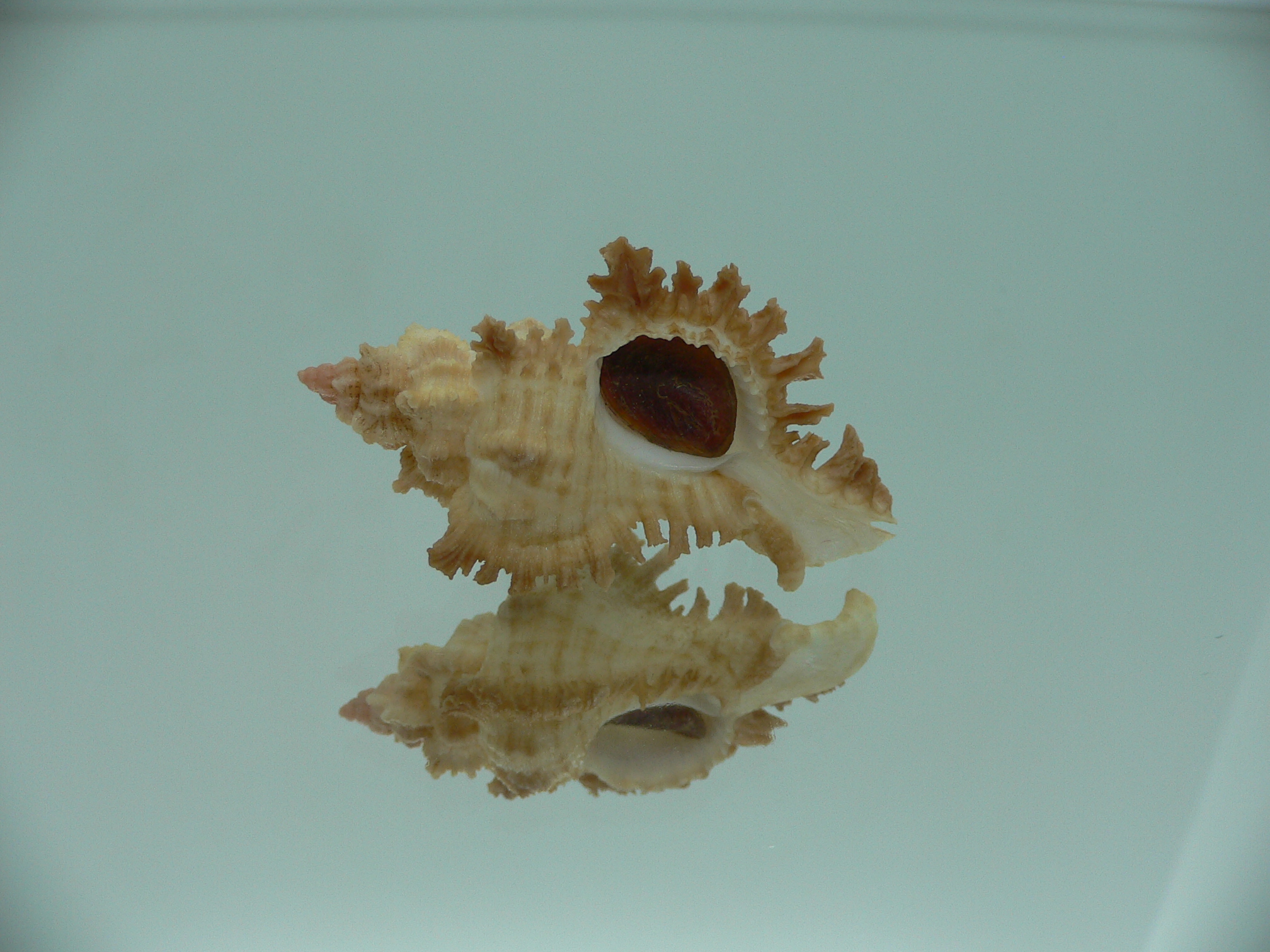 Chicoreus banksii