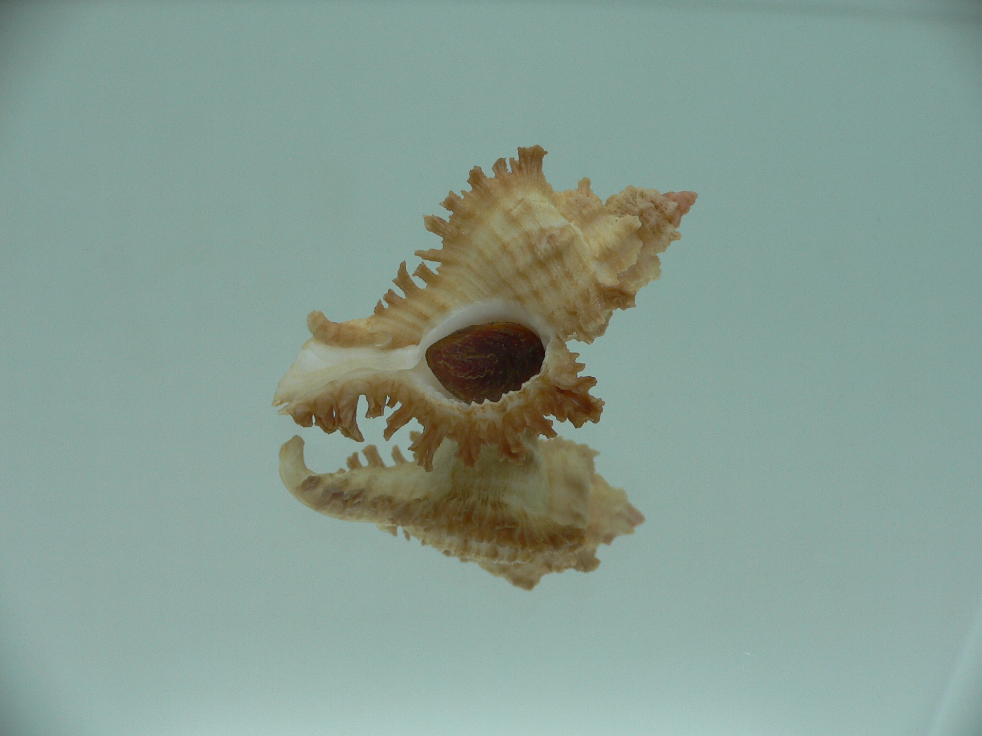 Chicoreus banksii