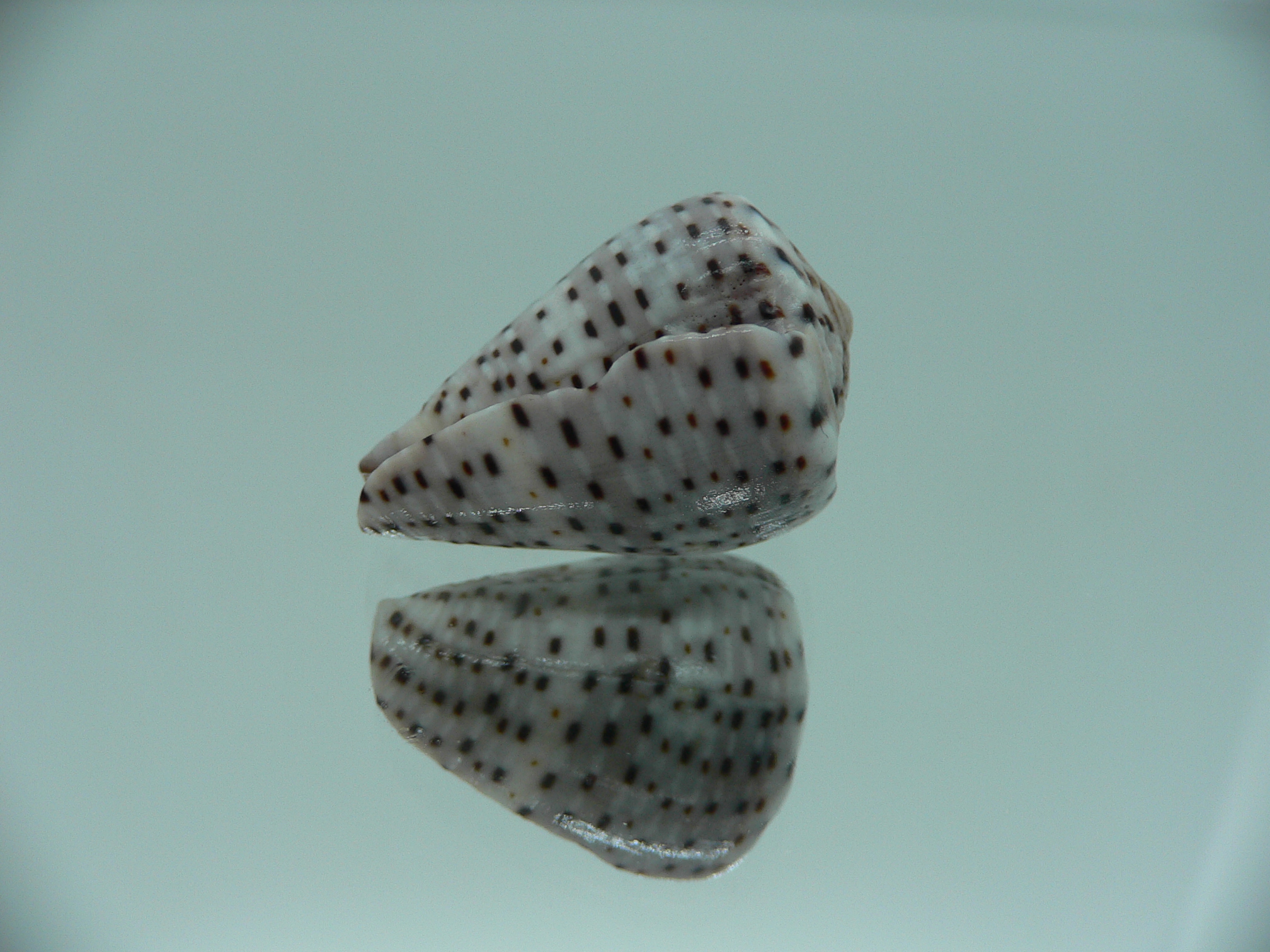 Conus taeniatus