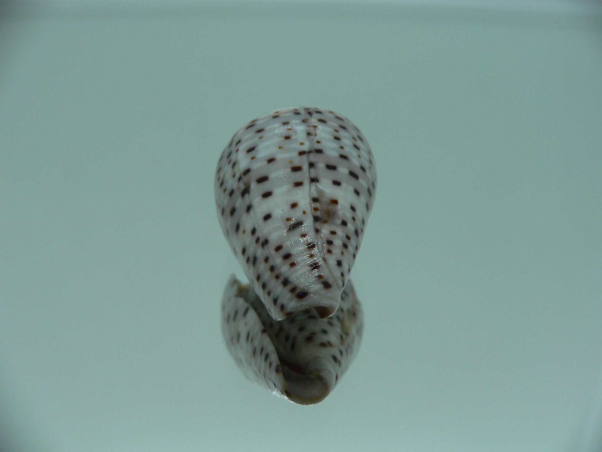 Conus taeniatus