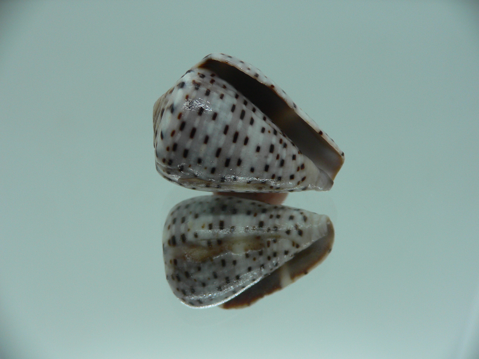 Conus taeniatus