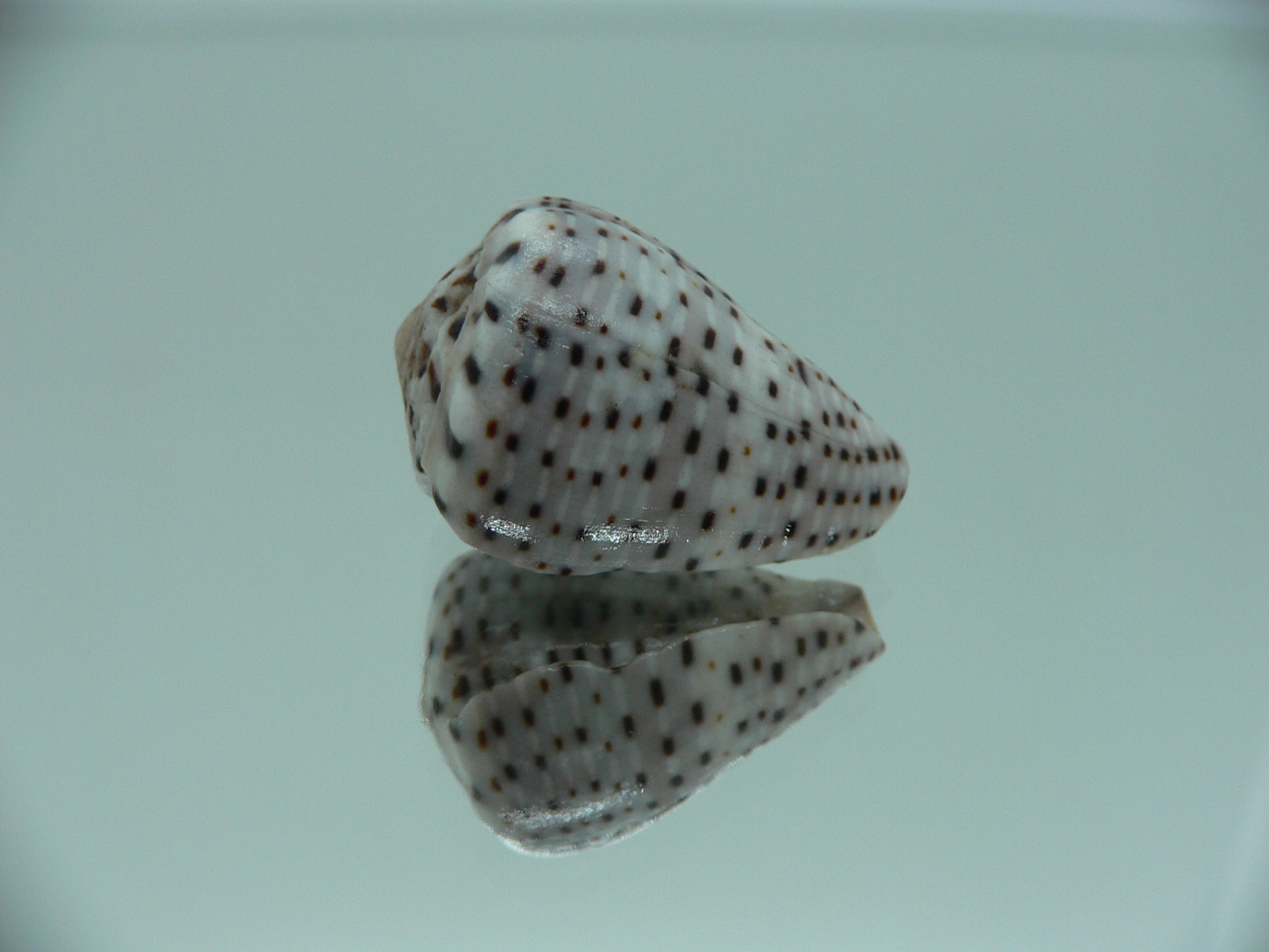 Conus taeniatus
