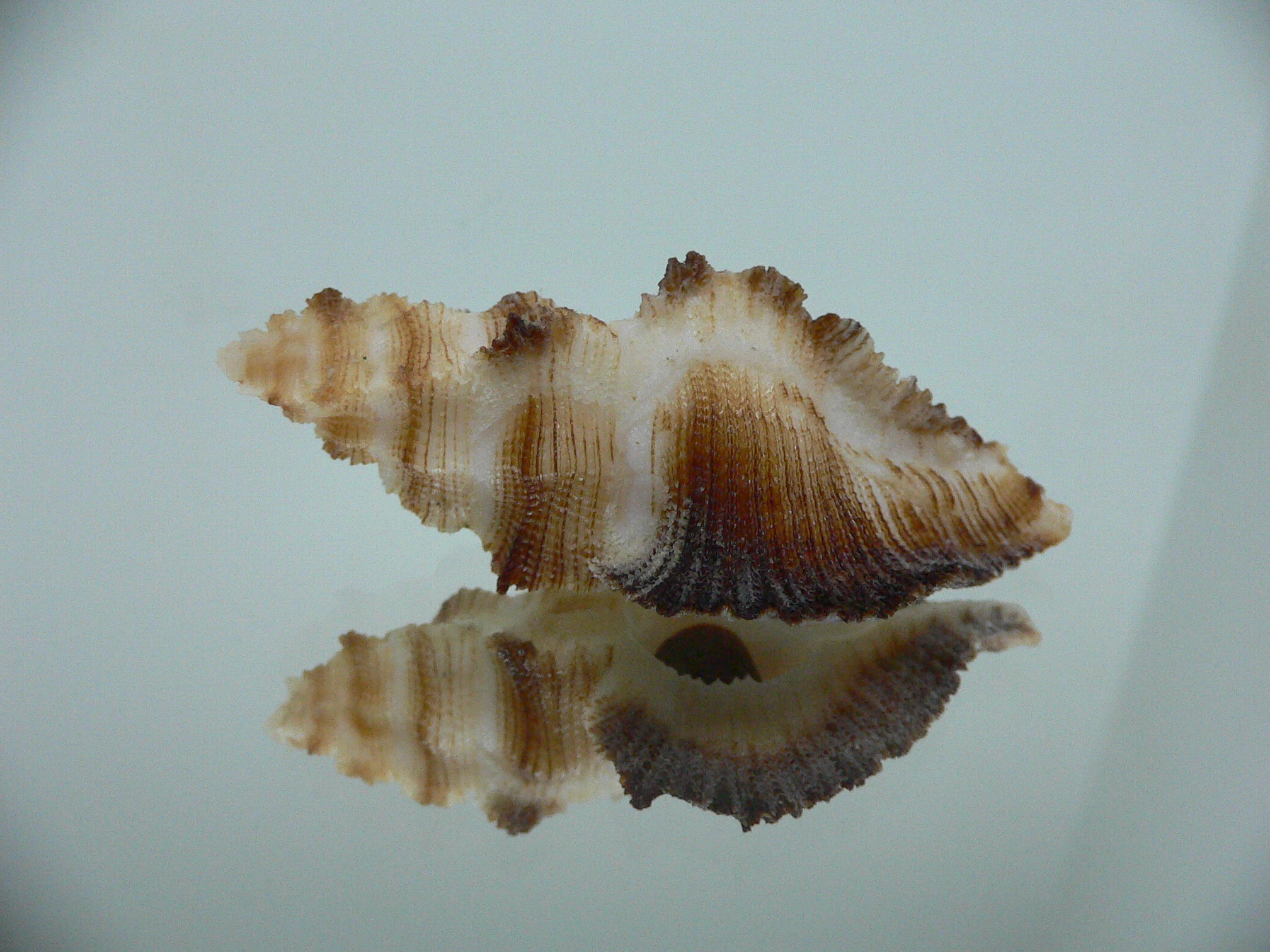 Pterynotus albobrunneus