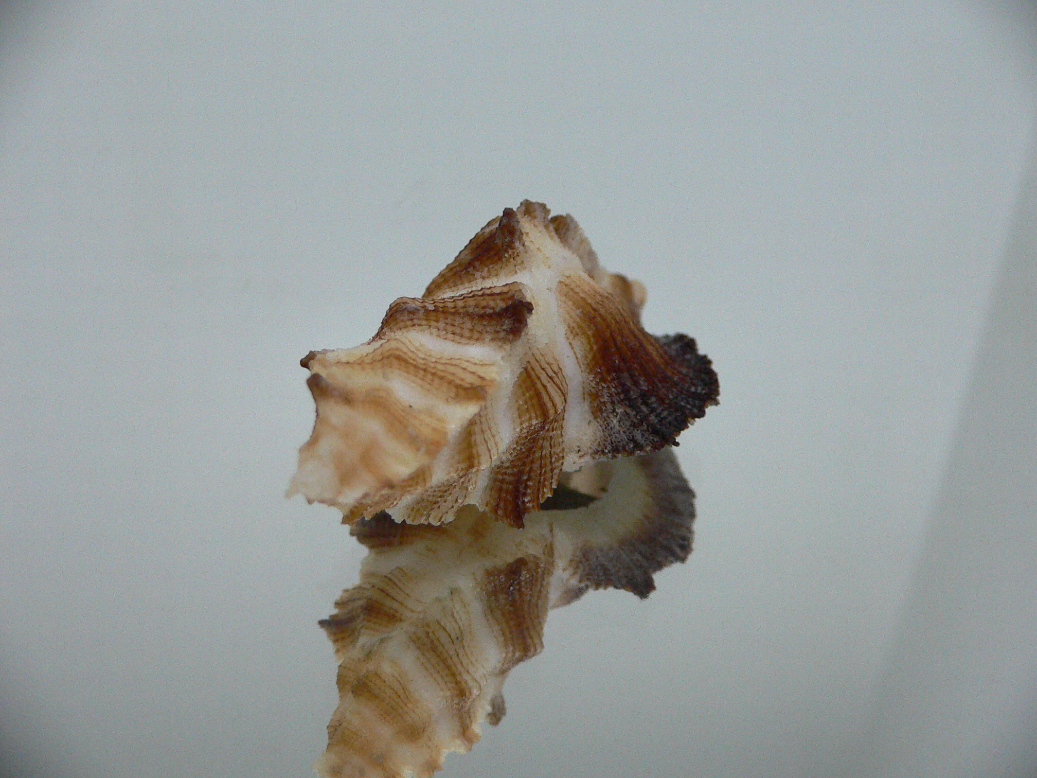 Pterynotus albobrunneus