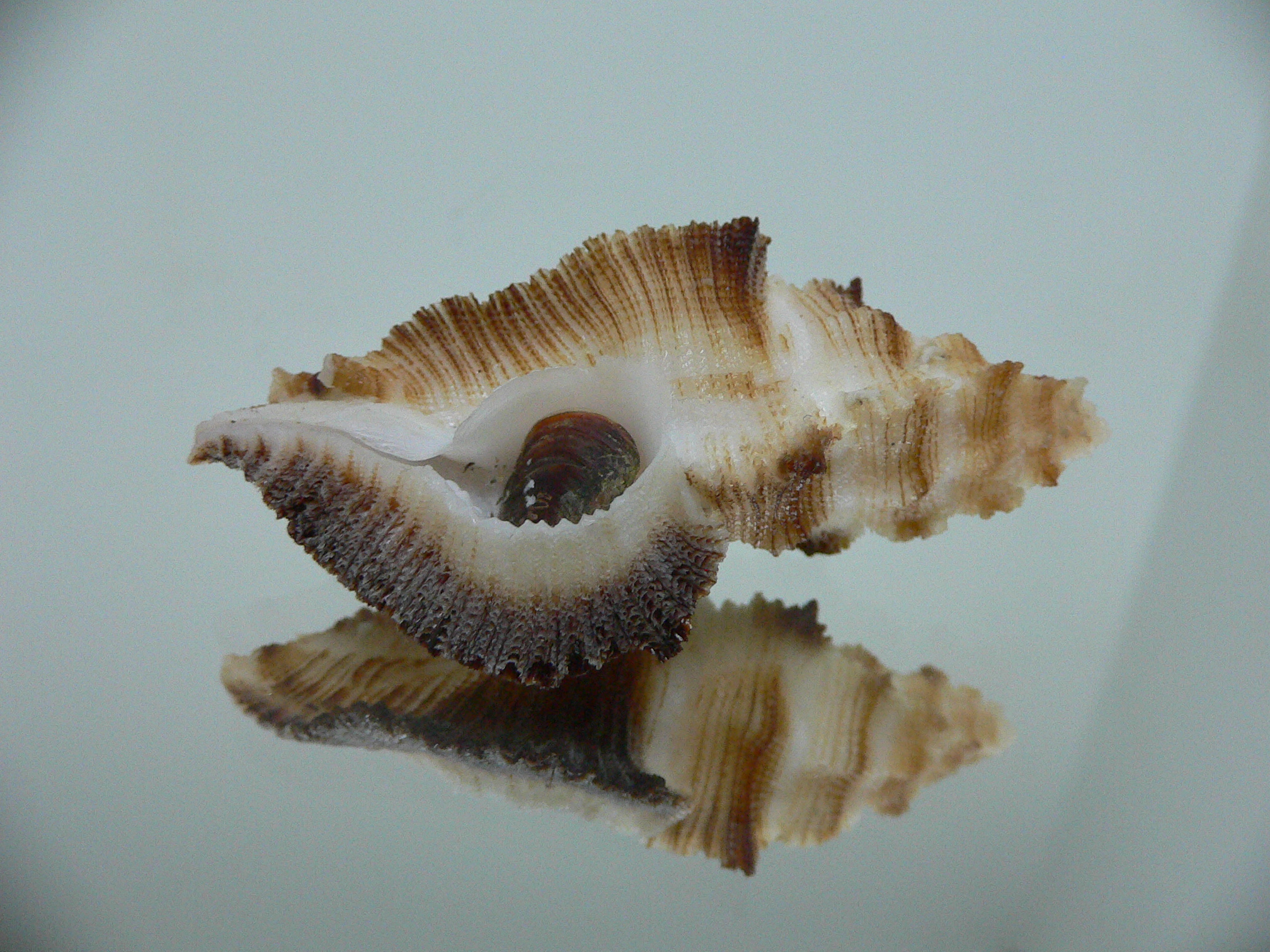 Pterynotus albobrunneus