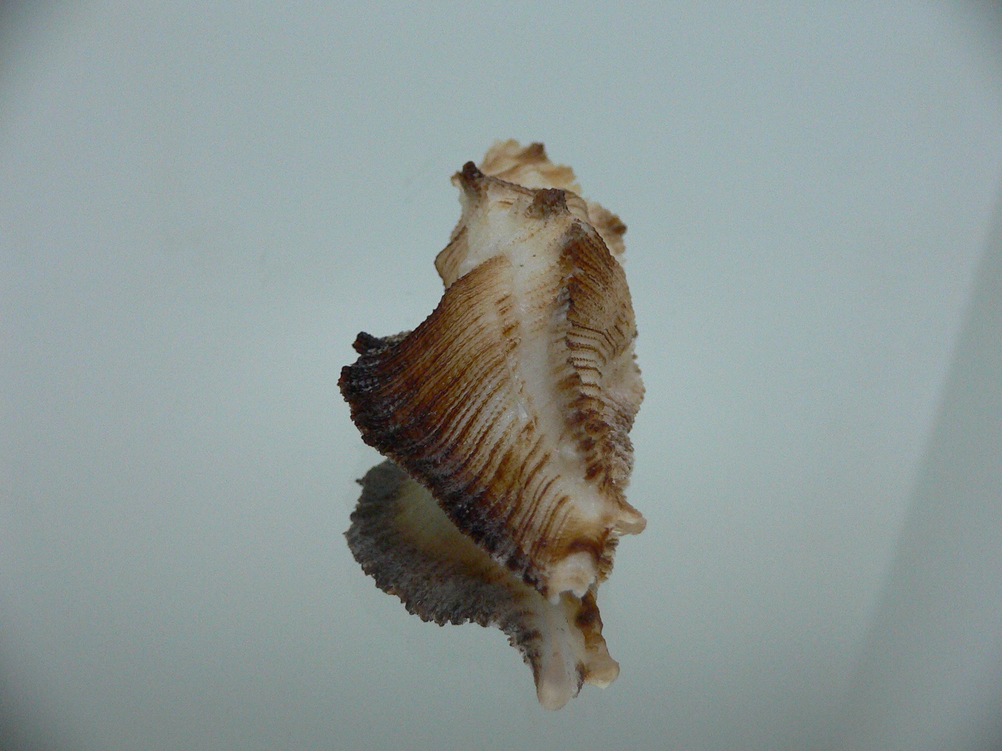 Pterynotus albobrunneus