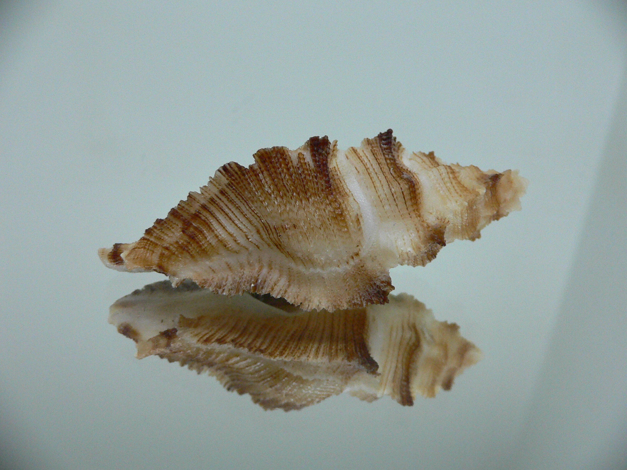 Pterynotus albobrunneus