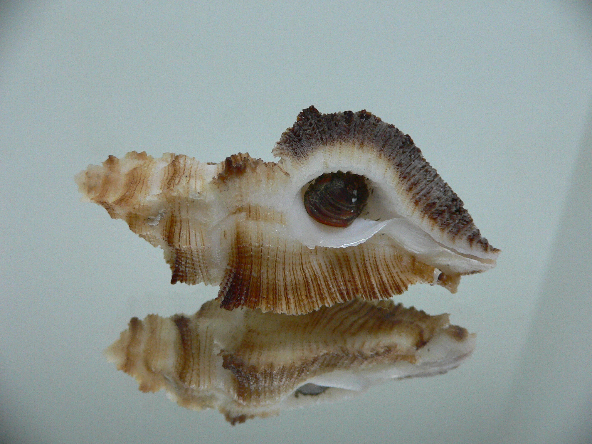 Pterynotus albobrunneus