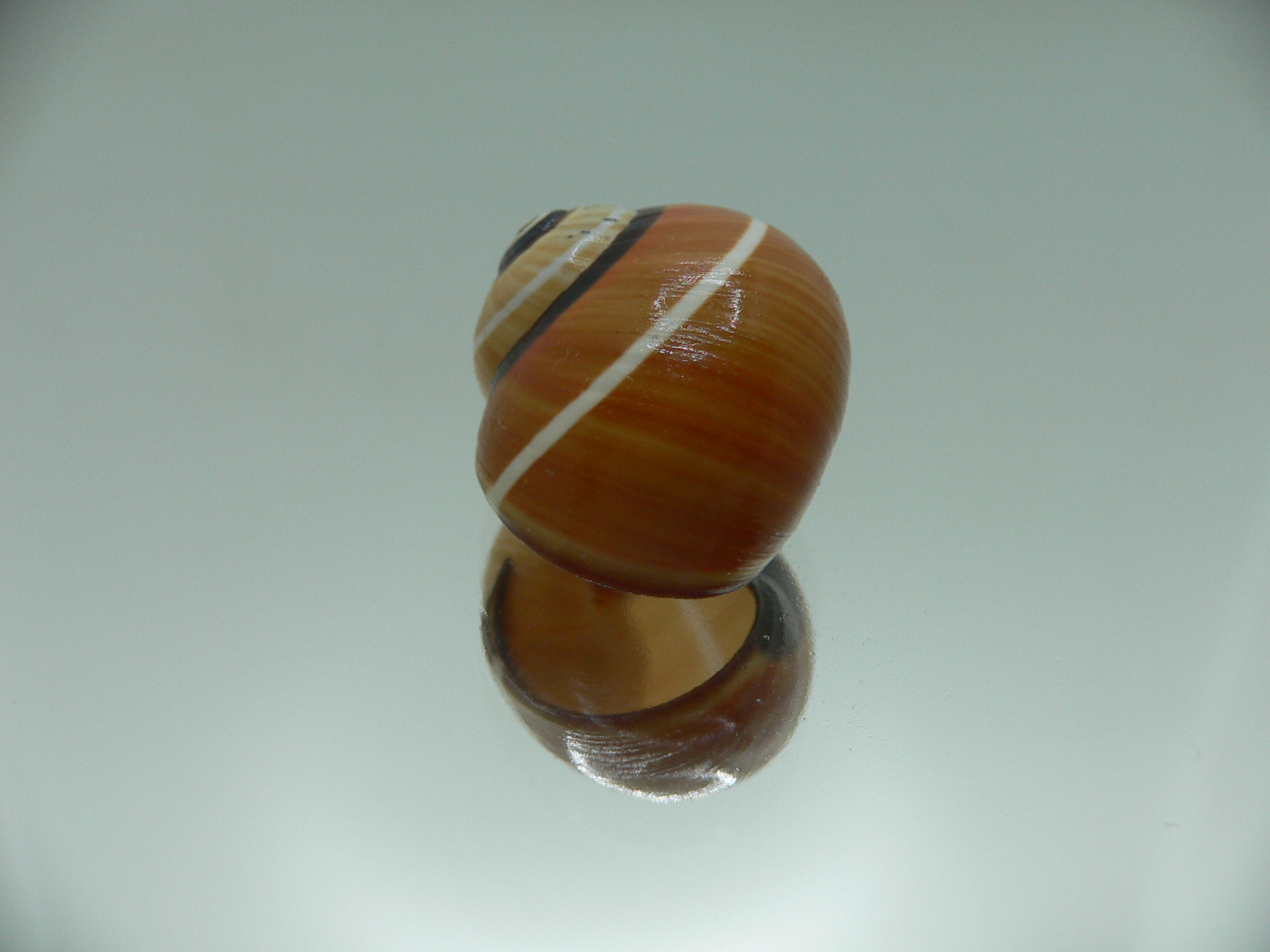 Polymita picta cf. picta WHITE STRIPED