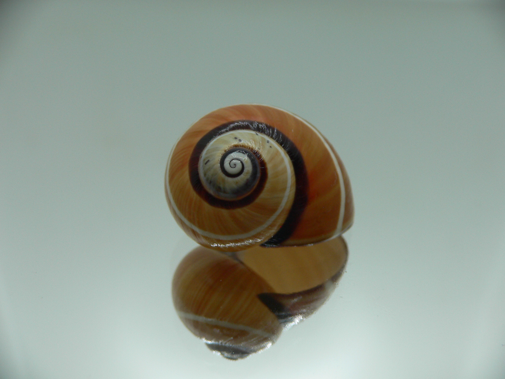 Polymita picta cf. picta WHITE STRIPED