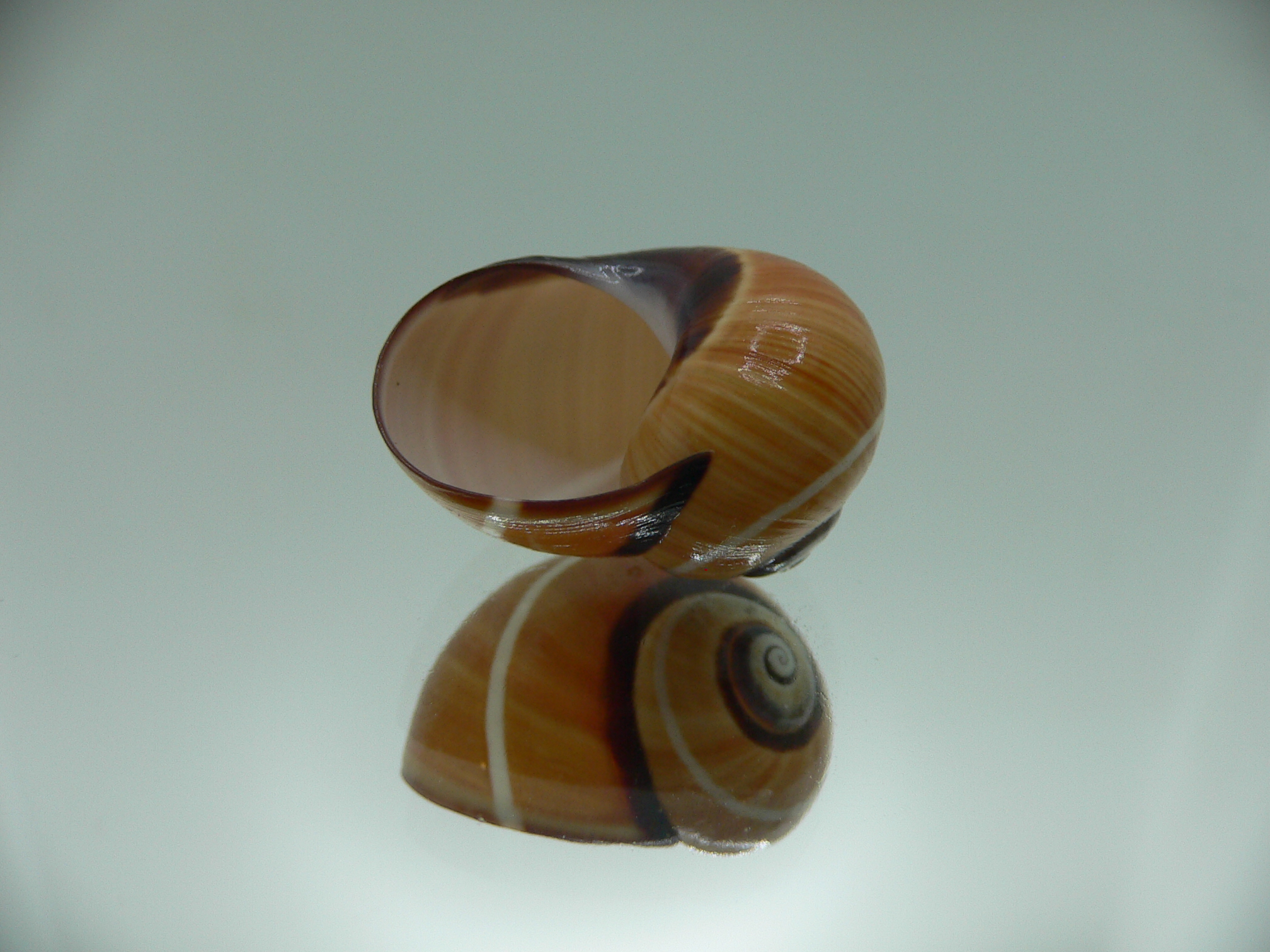 Polymita picta cf. picta WHITE STRIPED