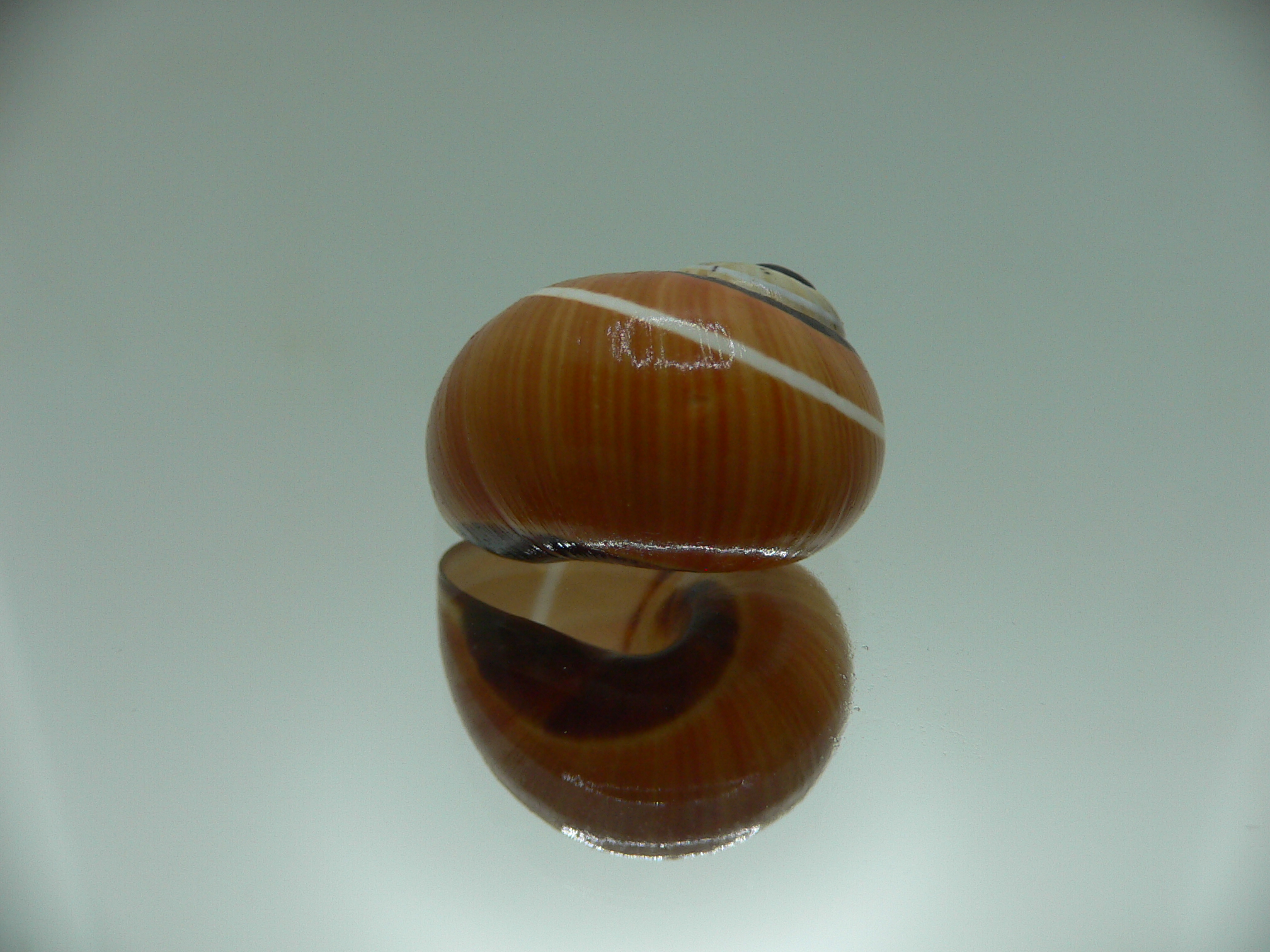 Polymita picta cf. picta WHITE STRIPED